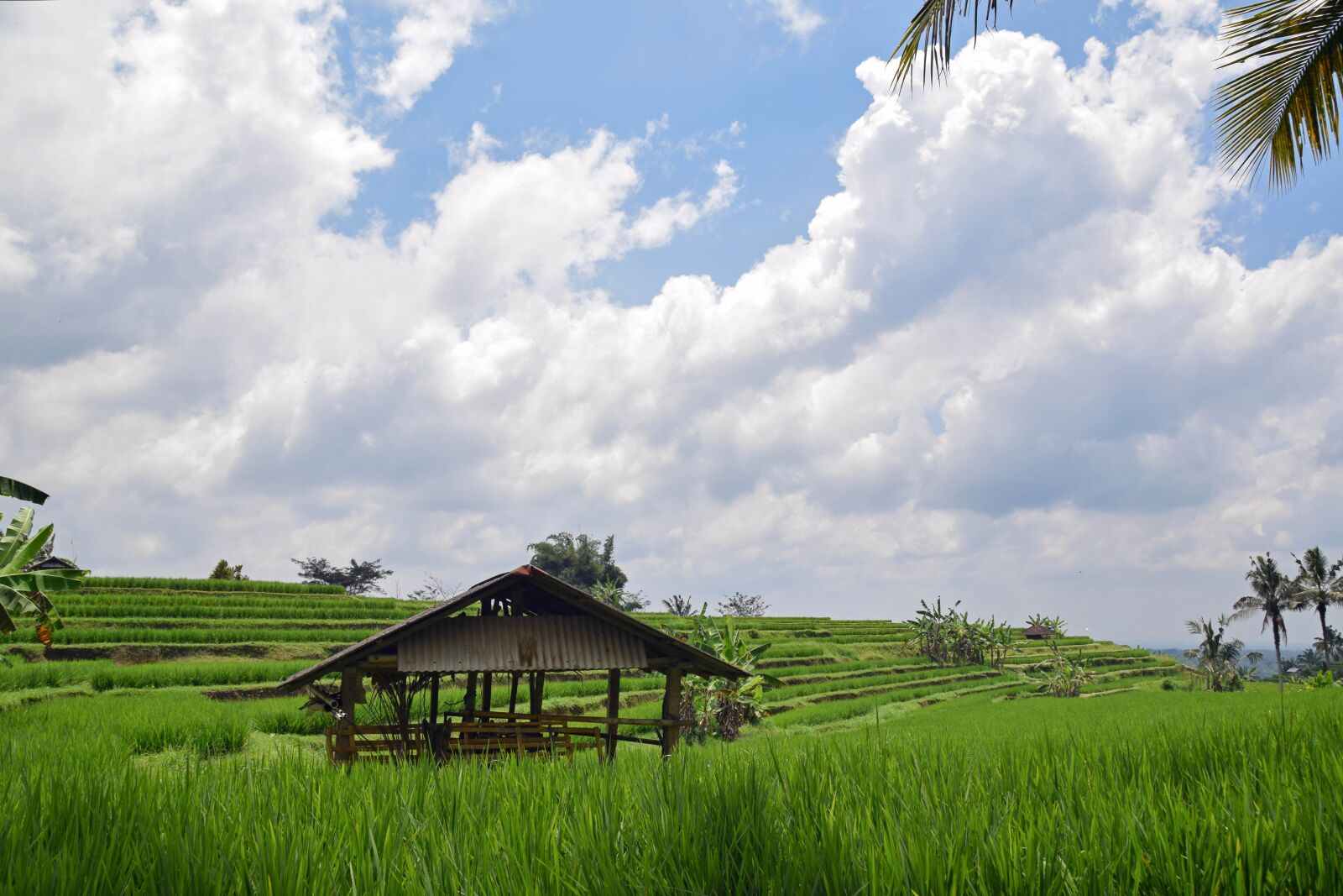 Nikon D3300 sample photo. Bali, indonesia, travel photography