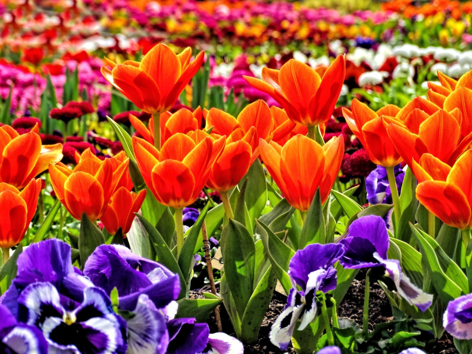 Sony Cyber-shot DSC-HX400V sample photo. Flower bed, nature, landscape photography