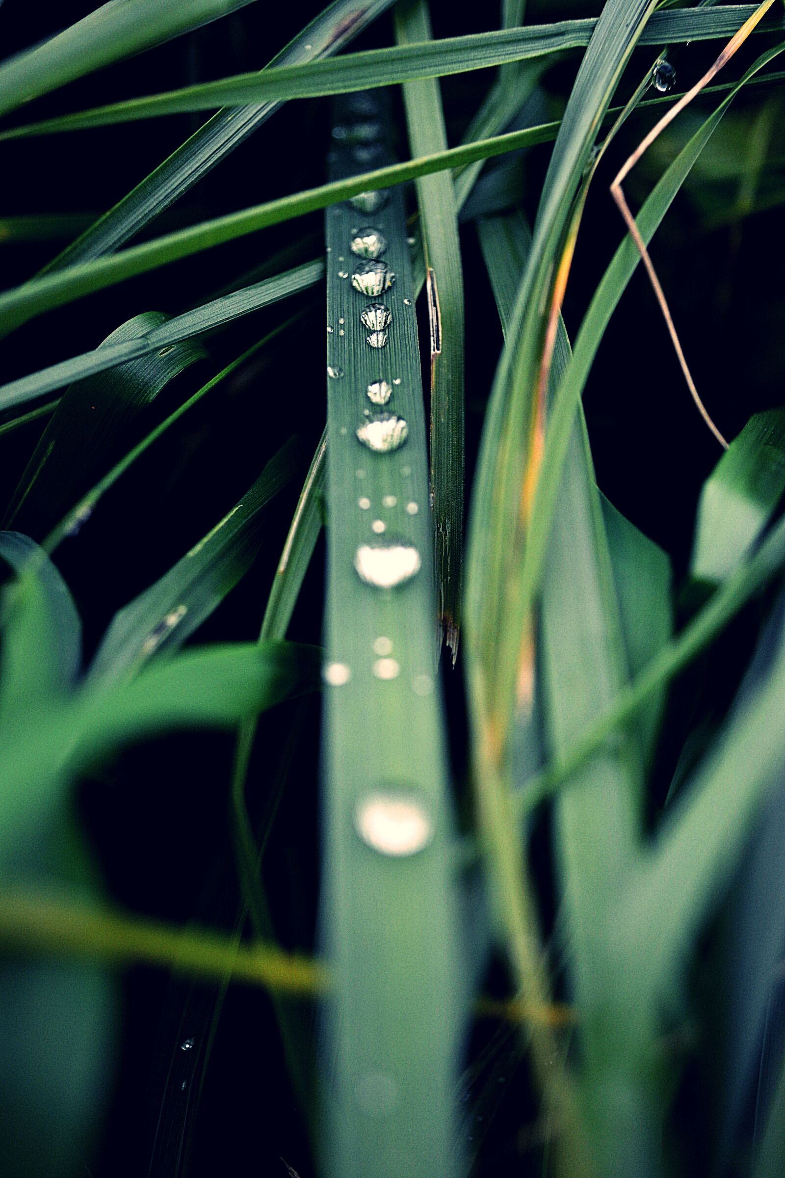 Nikon D3100 sample photo. Grass, green, nature photography
