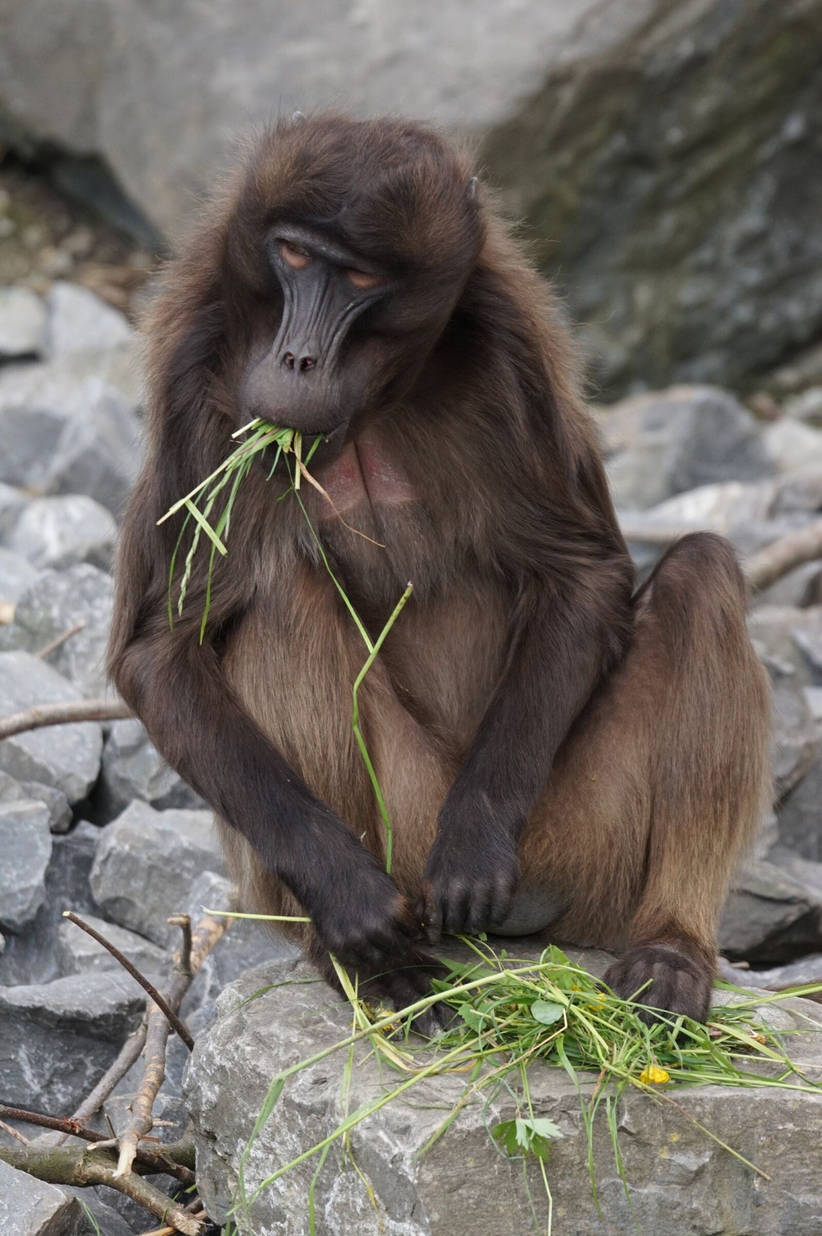 Sony ILCA-77M2 + Sony 70-400mm F4-5.6 G SSM sample photo. Dschelada, monkey, males photography