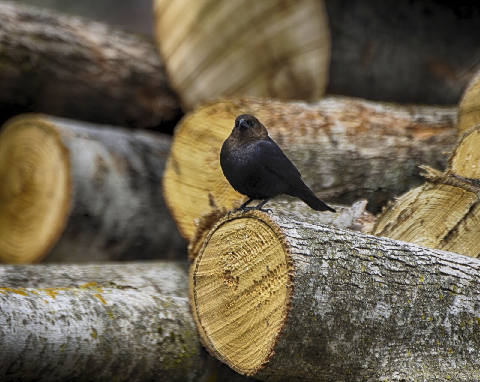 Nikon D7000 sample photo. Animal, bird, nature photography
