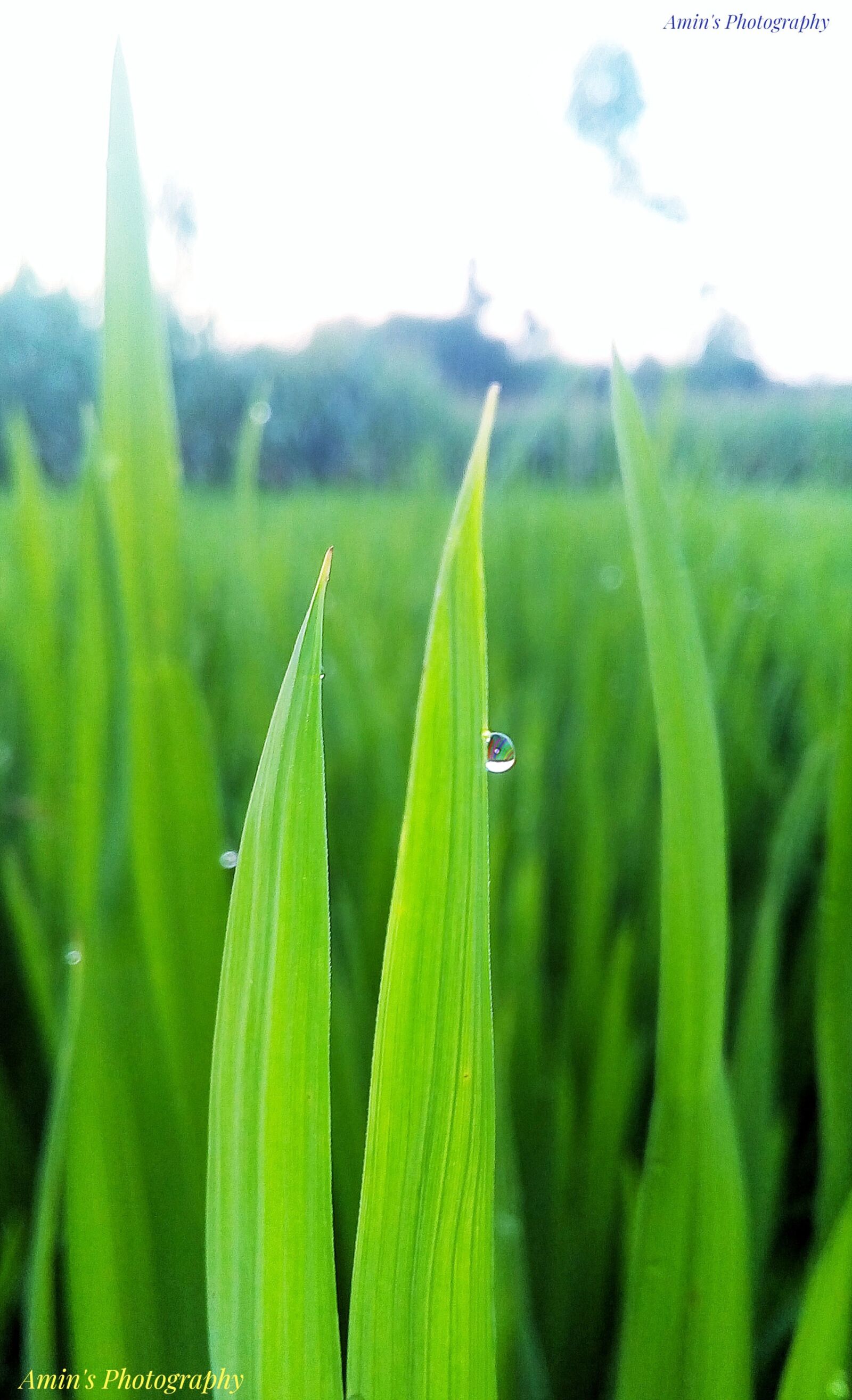 Symphony i10 sample photo. Nature, rice, dew drop photography