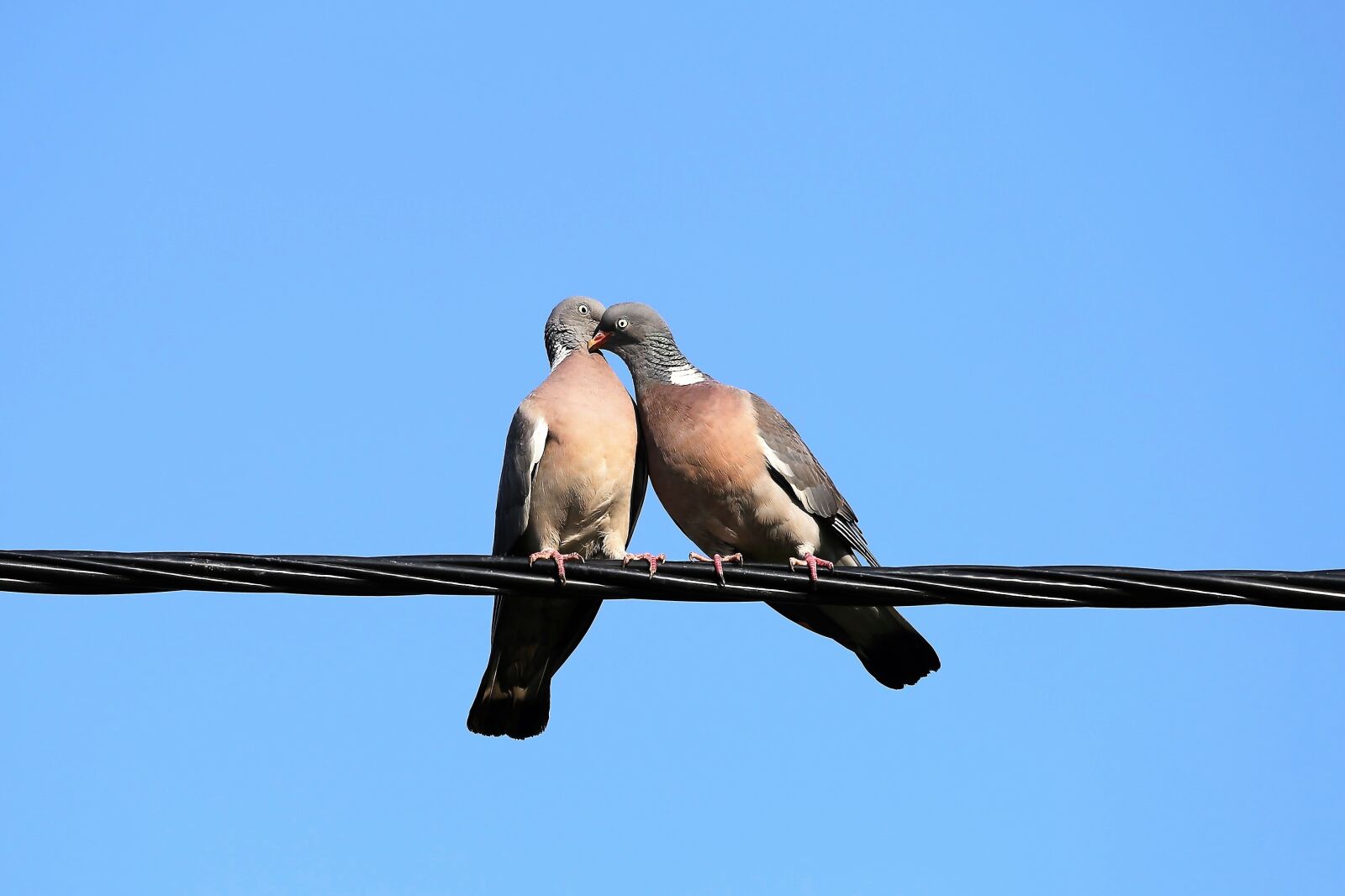 Canon EOS 6D sample photo. Two doves, in love photography