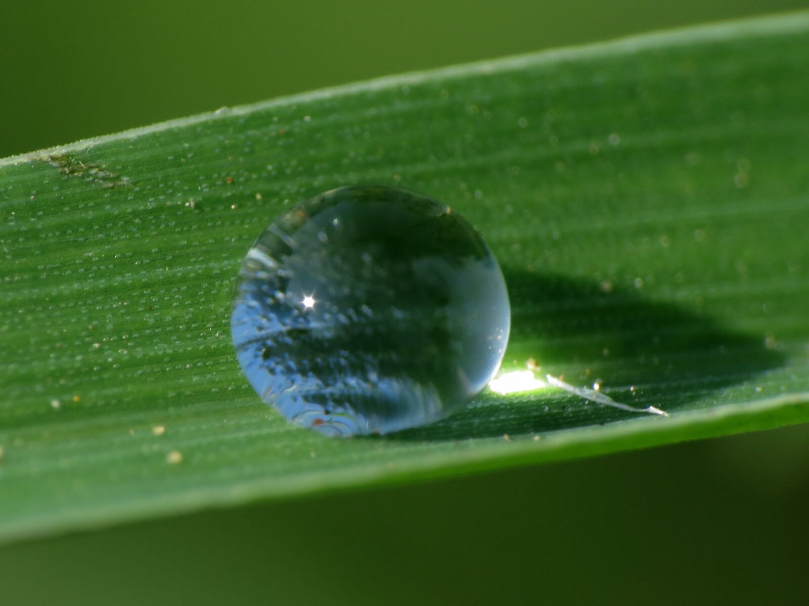 Canon PowerShot SX40 HS sample photo. Drop, of, water, droplet photography