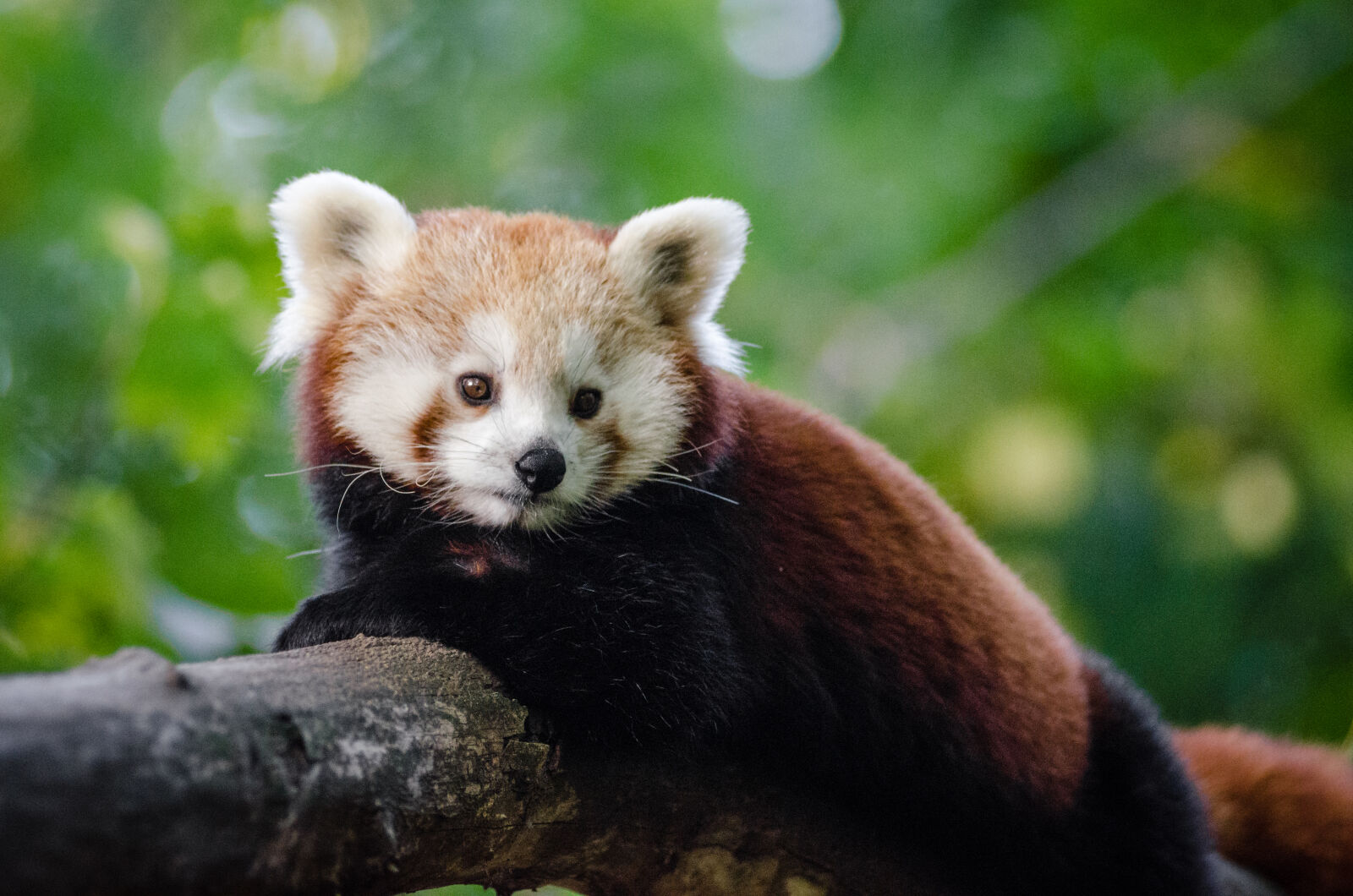 AF Zoom-Nikkor 80-200mm f/2.8 ED sample photo