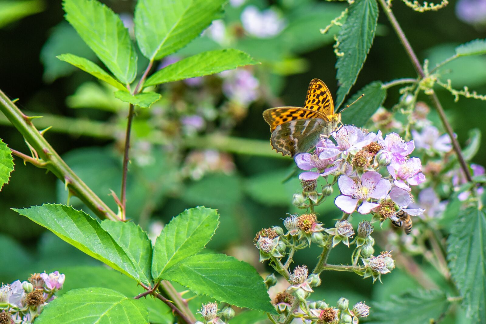 Nikon D7500 sample photo. Butterfly, fritillary, insect photography