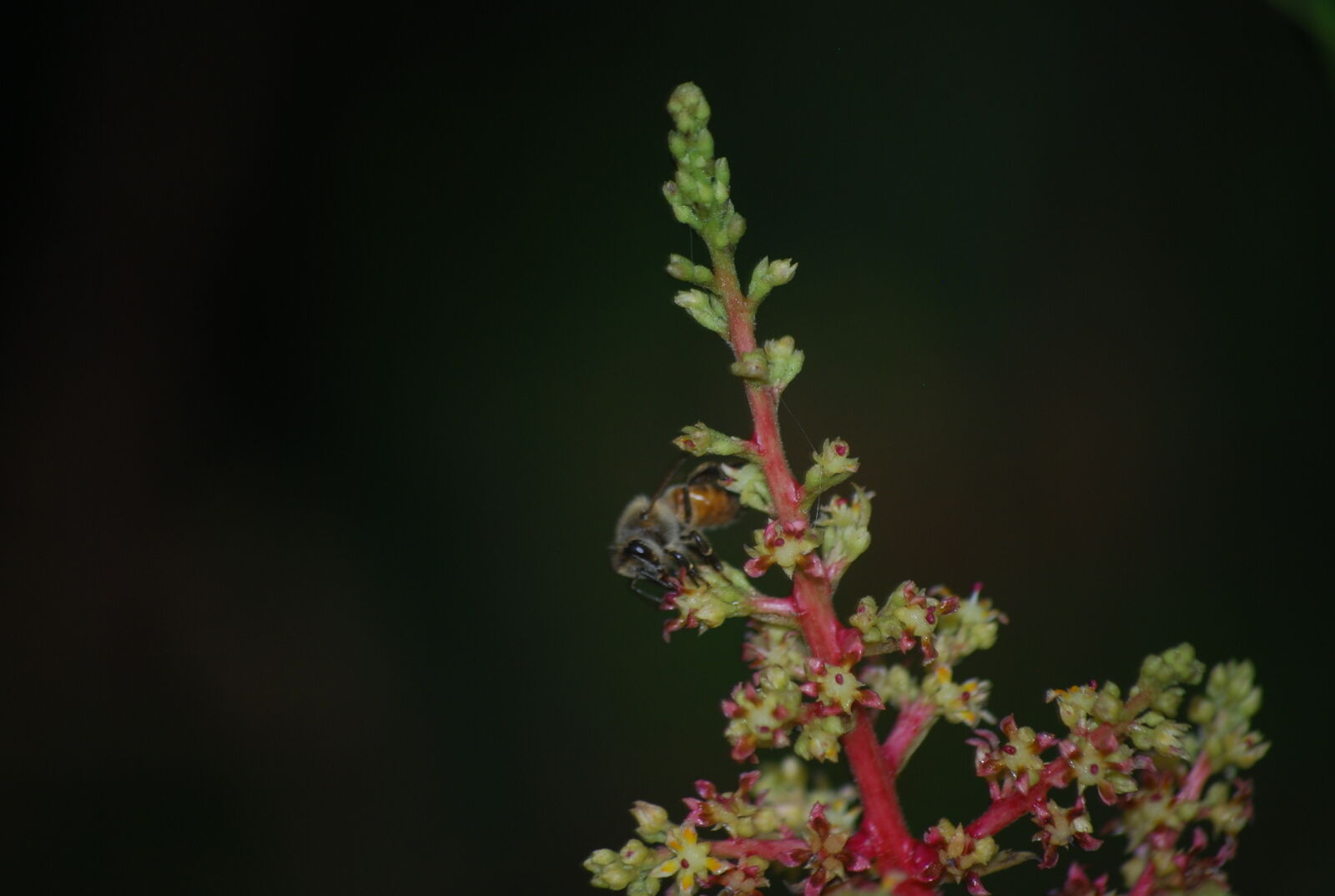 Nikon D60 sample photo. Bee, bees, flower, flowers photography