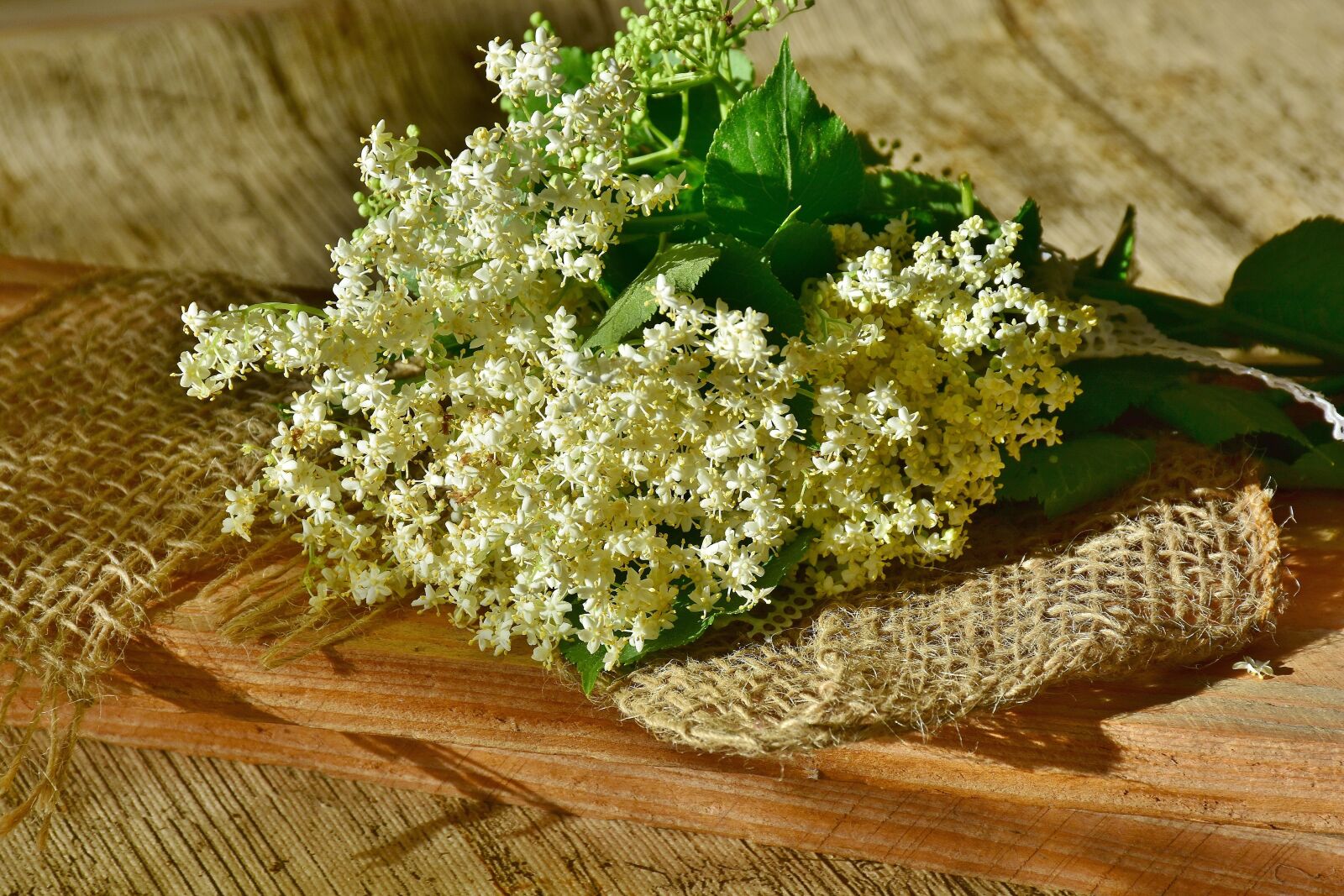 Nikon D7200 sample photo. Elder, elderflower, branch photography