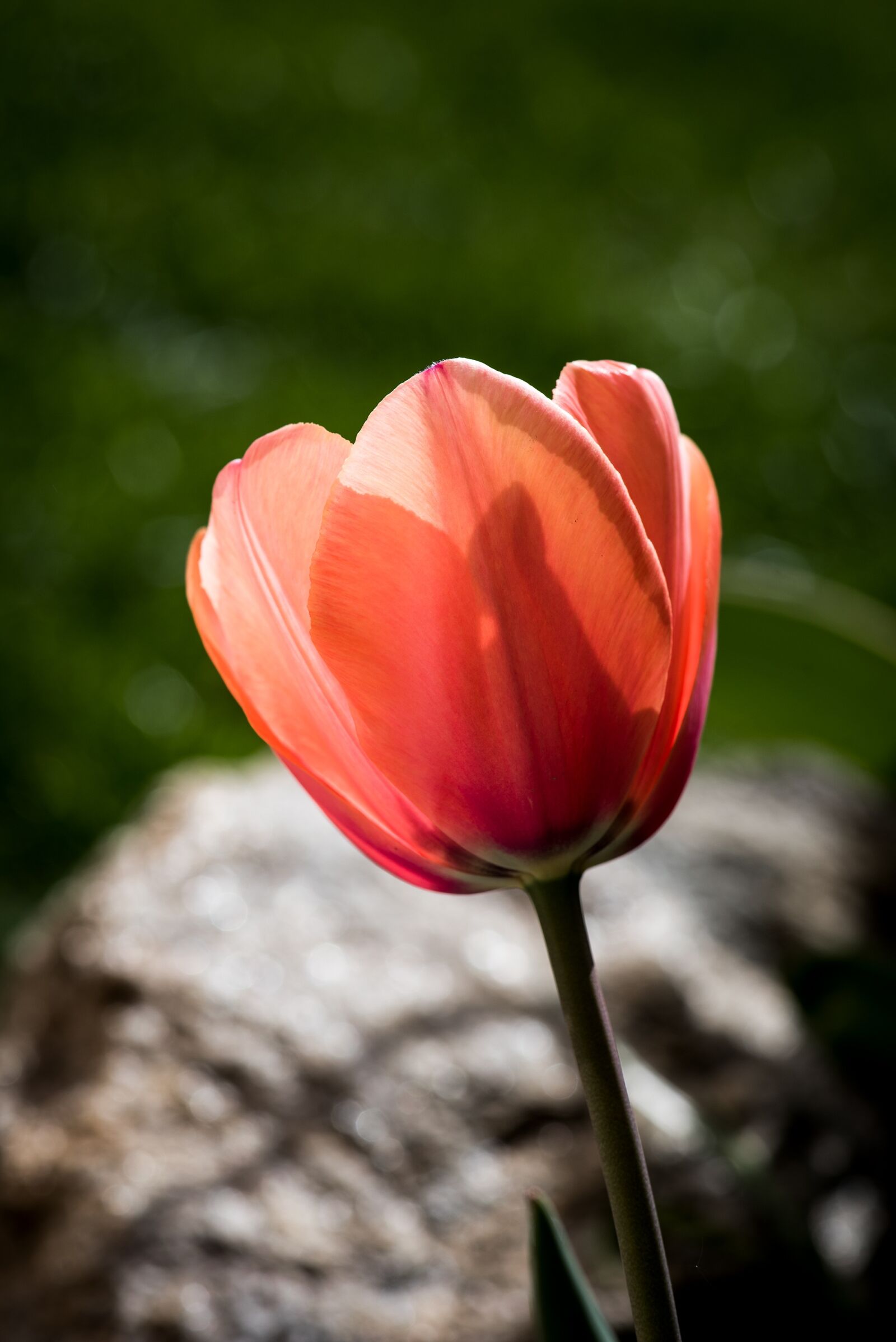 Nikon D750 sample photo. Tulip, flower, blossom photography