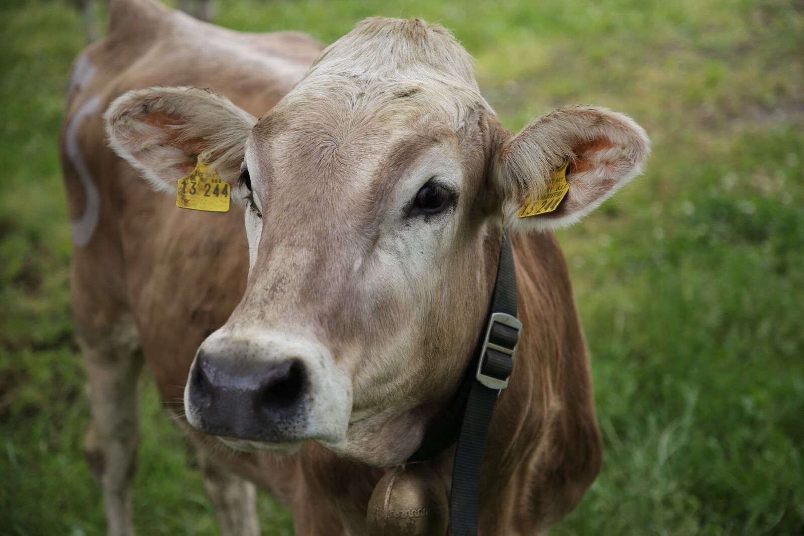 Canon EF 24-105mm F4L IS II USM sample photo. Cow, agriculture, cattle photography
