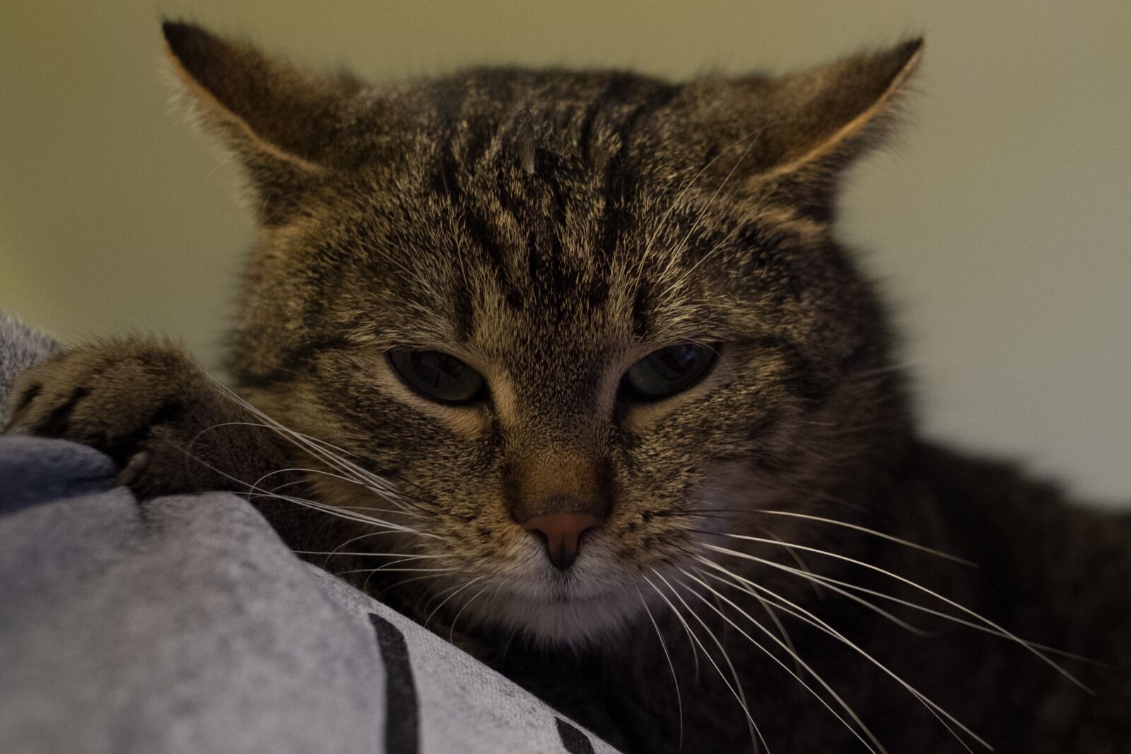 Fujifilm X-T10 sample photo. Charming, animals, cat photography