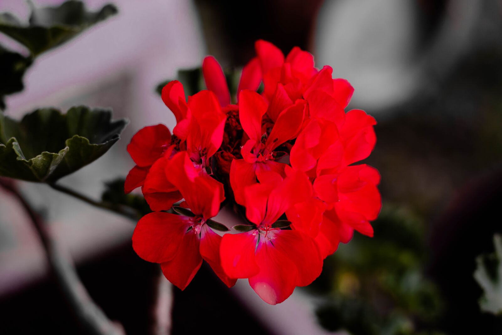 Canon EOS 750D (EOS Rebel T6i / EOS Kiss X8i) + Canon EF 50mm F1.8 STM sample photo. Geranium, flower, plant photography