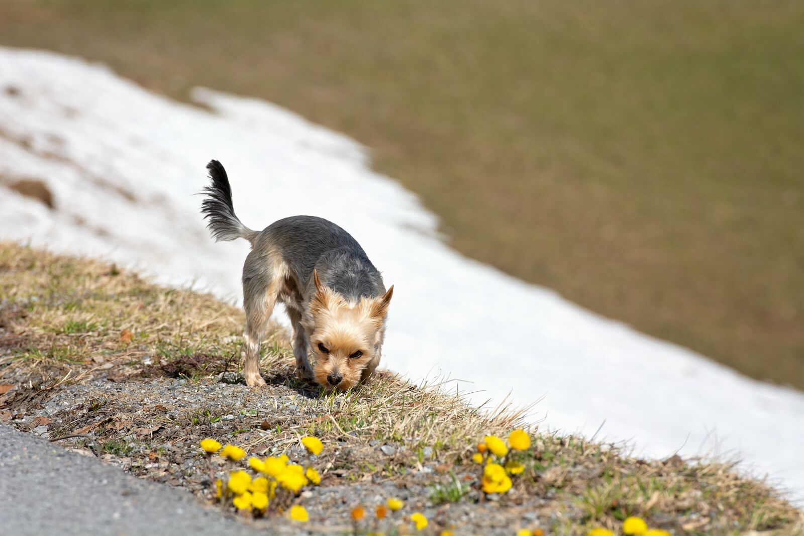 Nikon D7100 sample photo. Dog, out, small photography