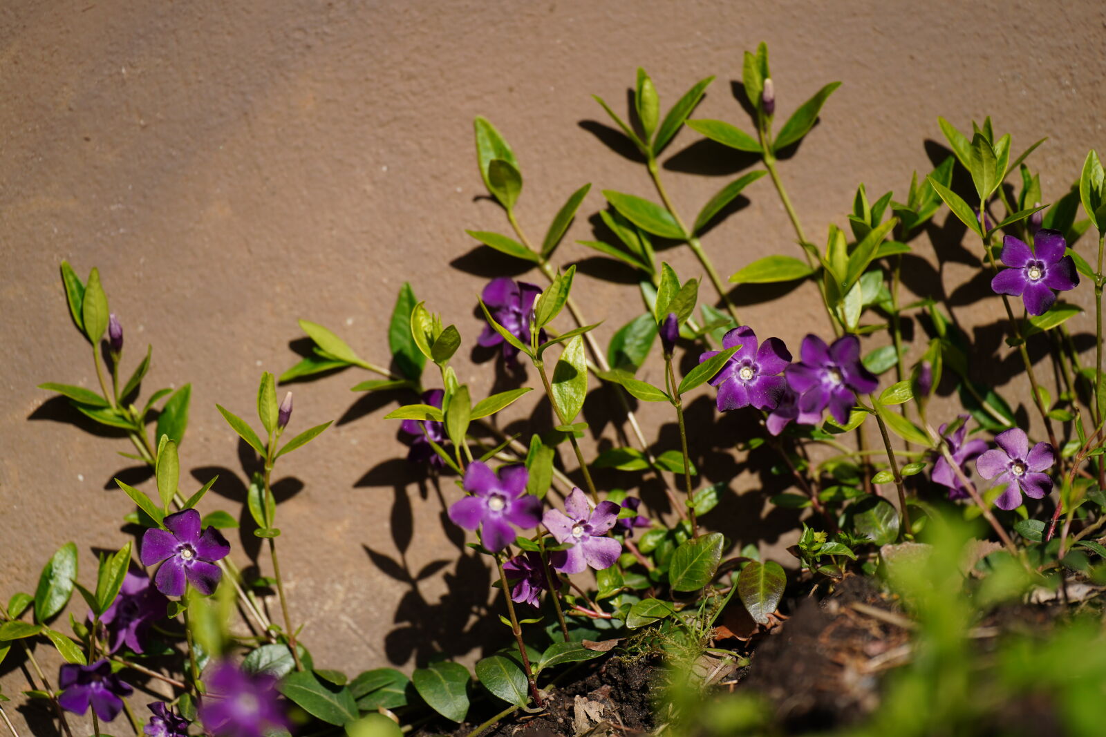 Sony a7R IV sample photo. Flowers next to wall photography