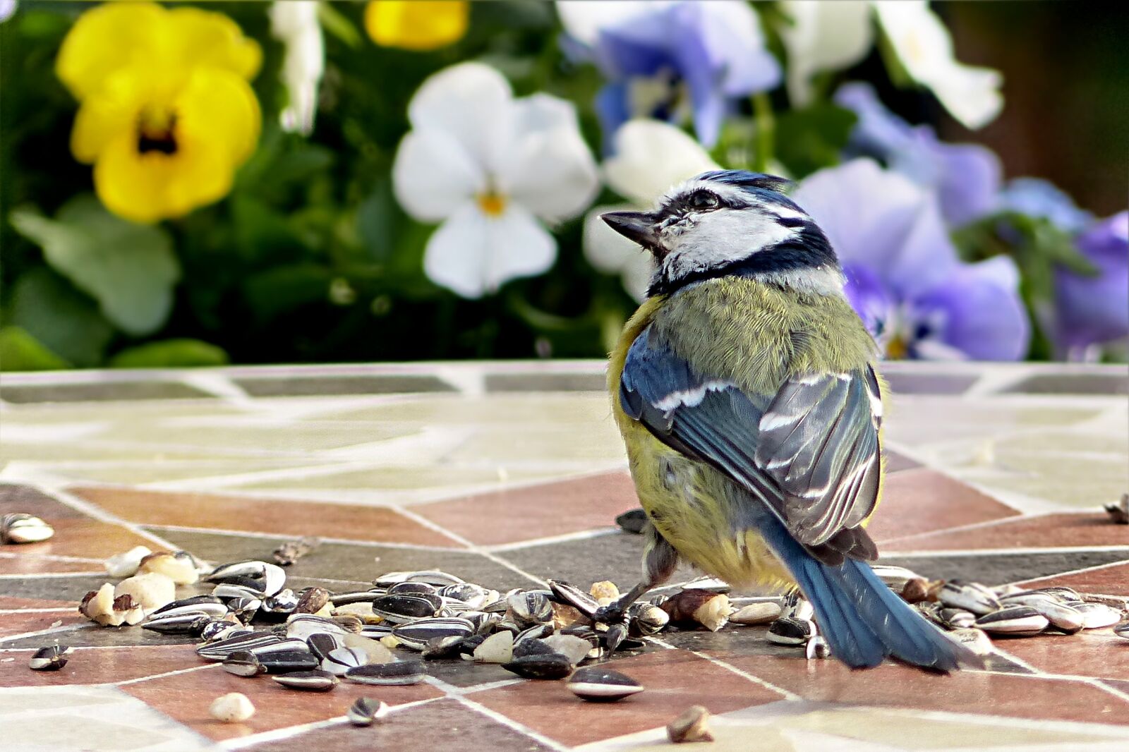Panasonic Lumix DMC-FZ200 sample photo. Bird, tit, blue tit photography