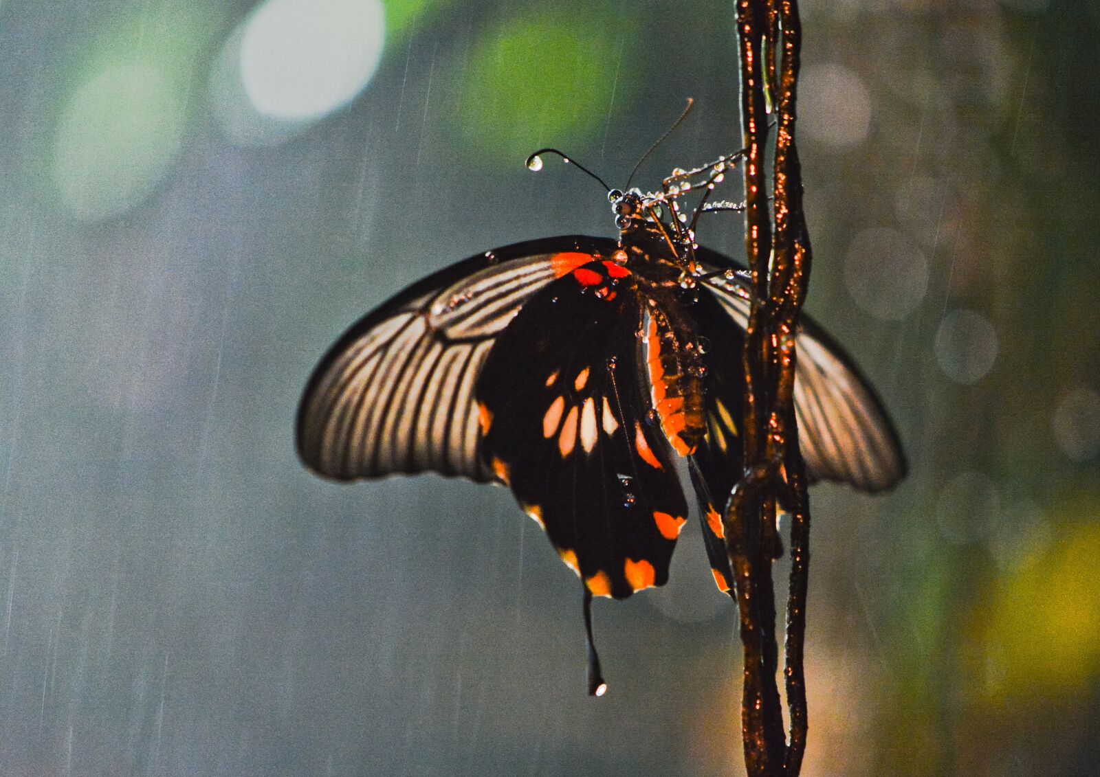 Nikon D7100 sample photo. Butterfly, rain, insect photography
