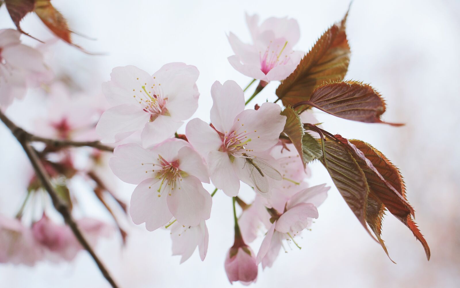 Canon EOS 550D (EOS Rebel T2i / EOS Kiss X4) sample photo. Japanese cherry trees, japanese photography
