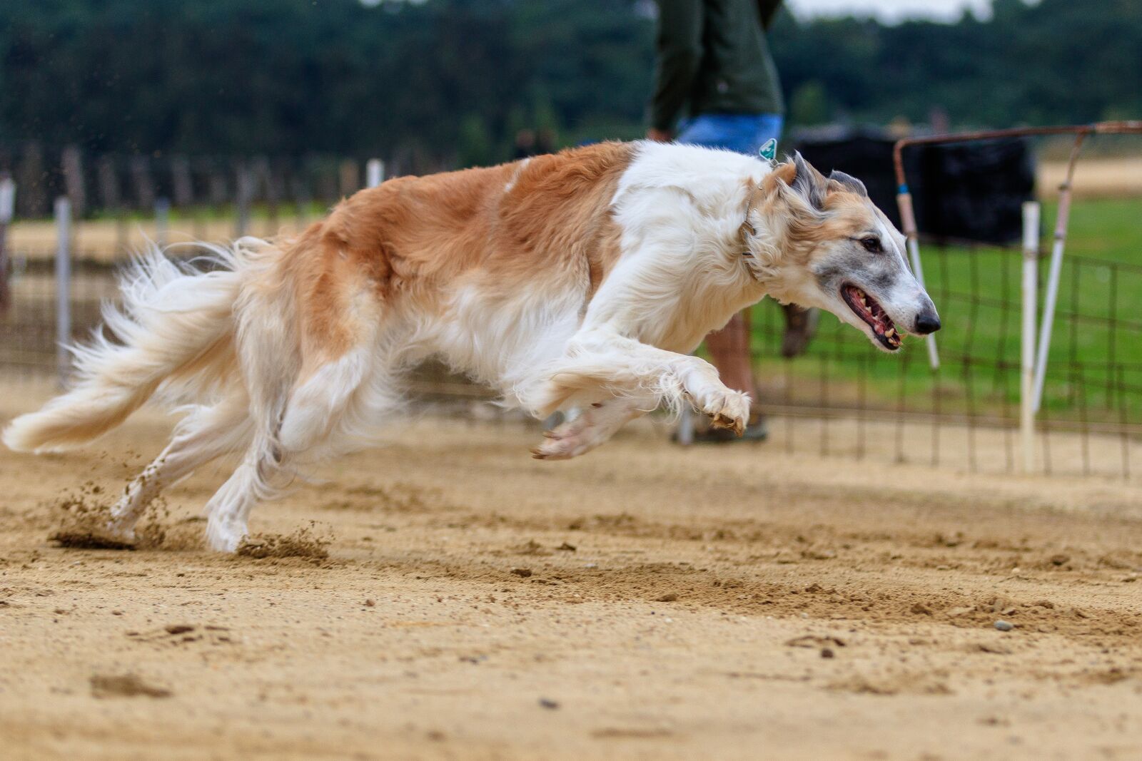 Canon EOS 80D sample photo. Dog, dog racing, animal photography