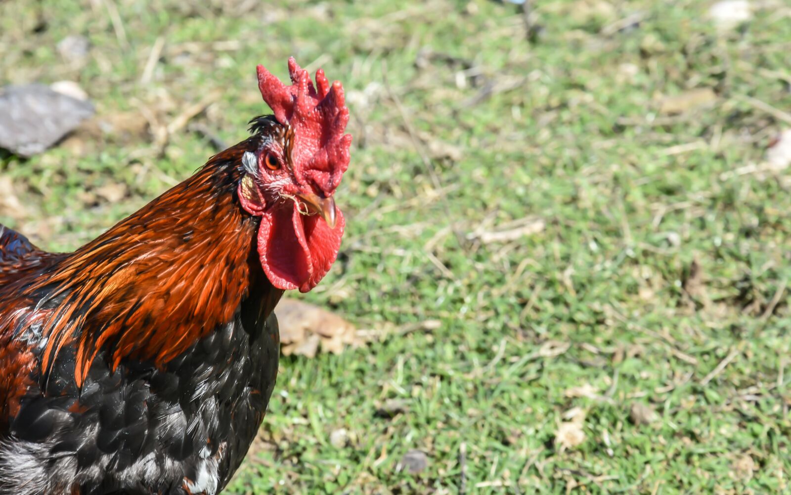 Nikon D7200 sample photo. Rooster, farm, ducks photography