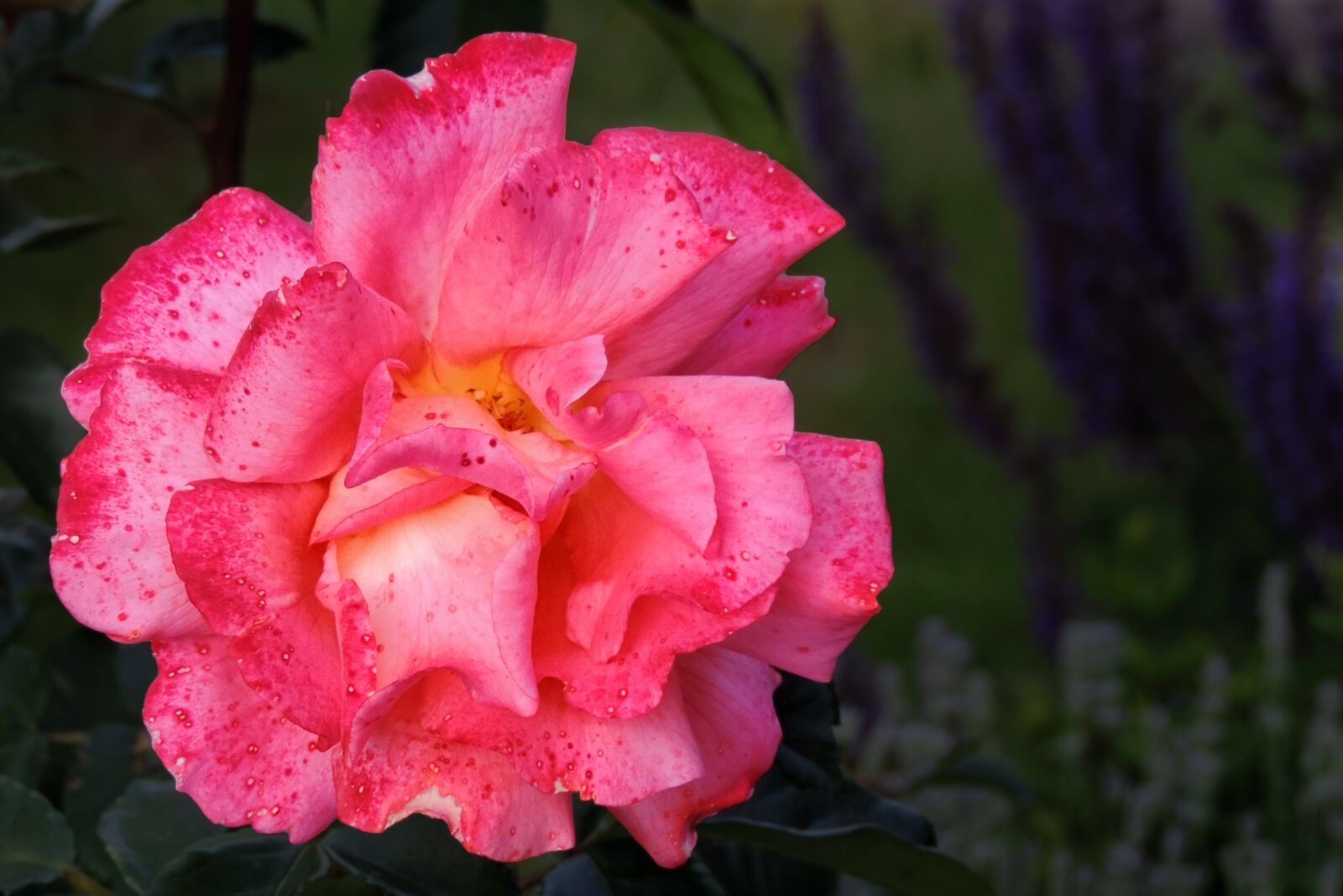 Nikon Coolpix P520 sample photo. Blossom, bloom, rose photography