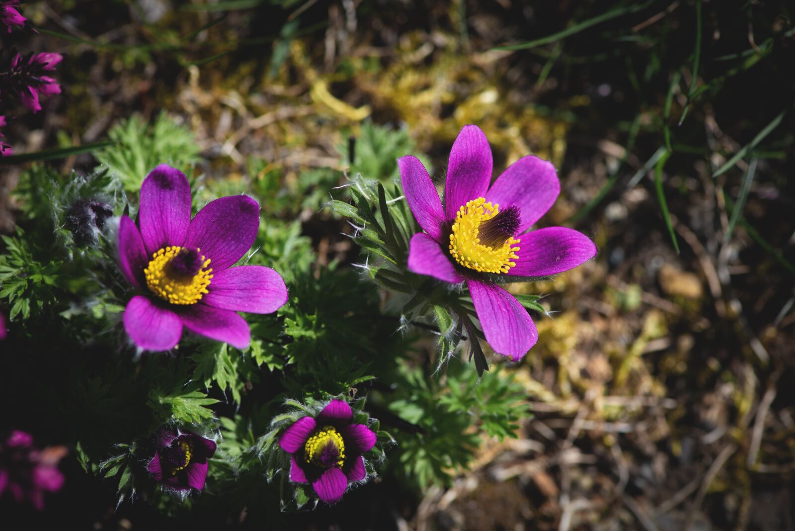 Nikon D750 sample photo. Anemone, flower, flowers photography