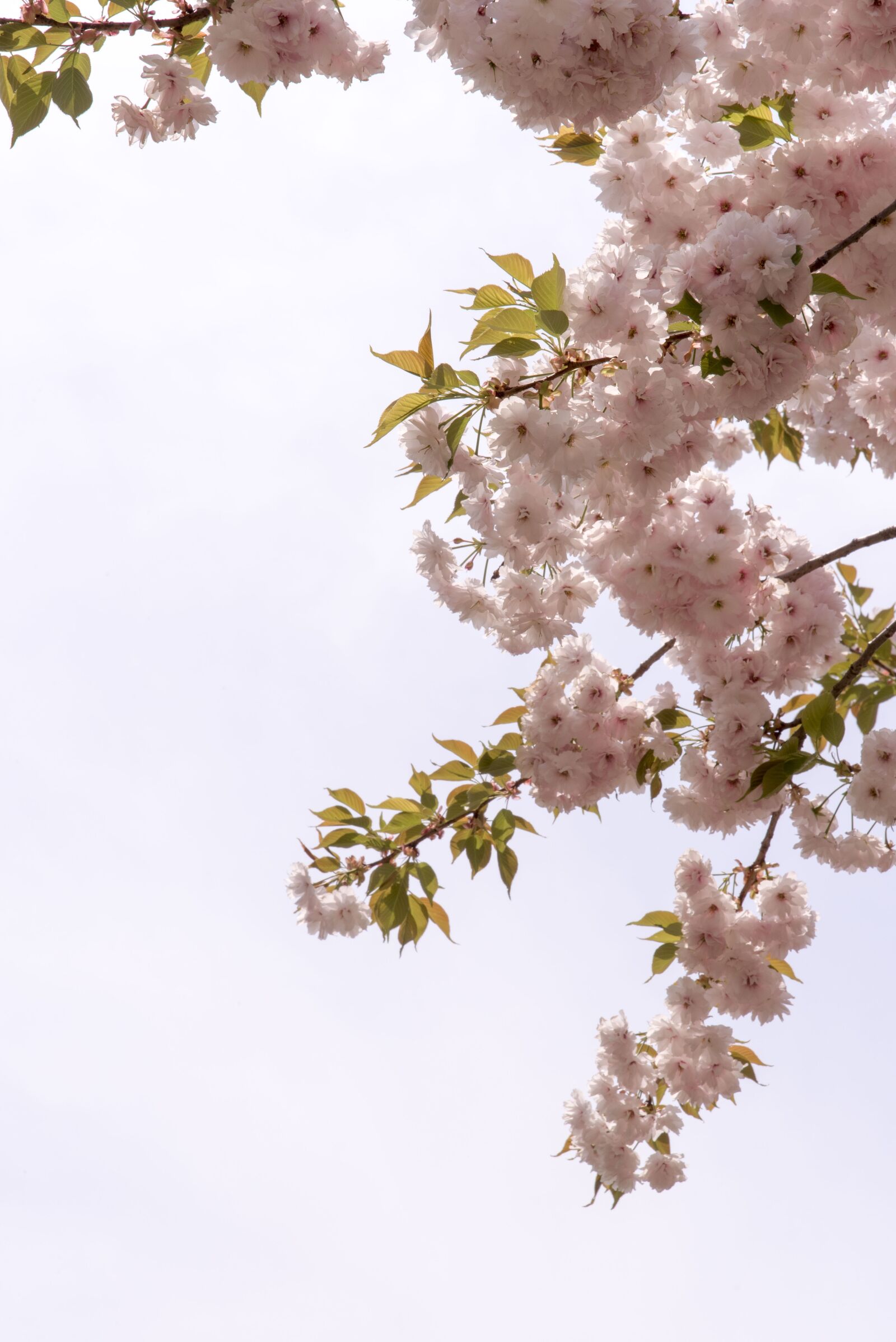Nikon D750 sample photo. Cherry tree, quarter, plants photography