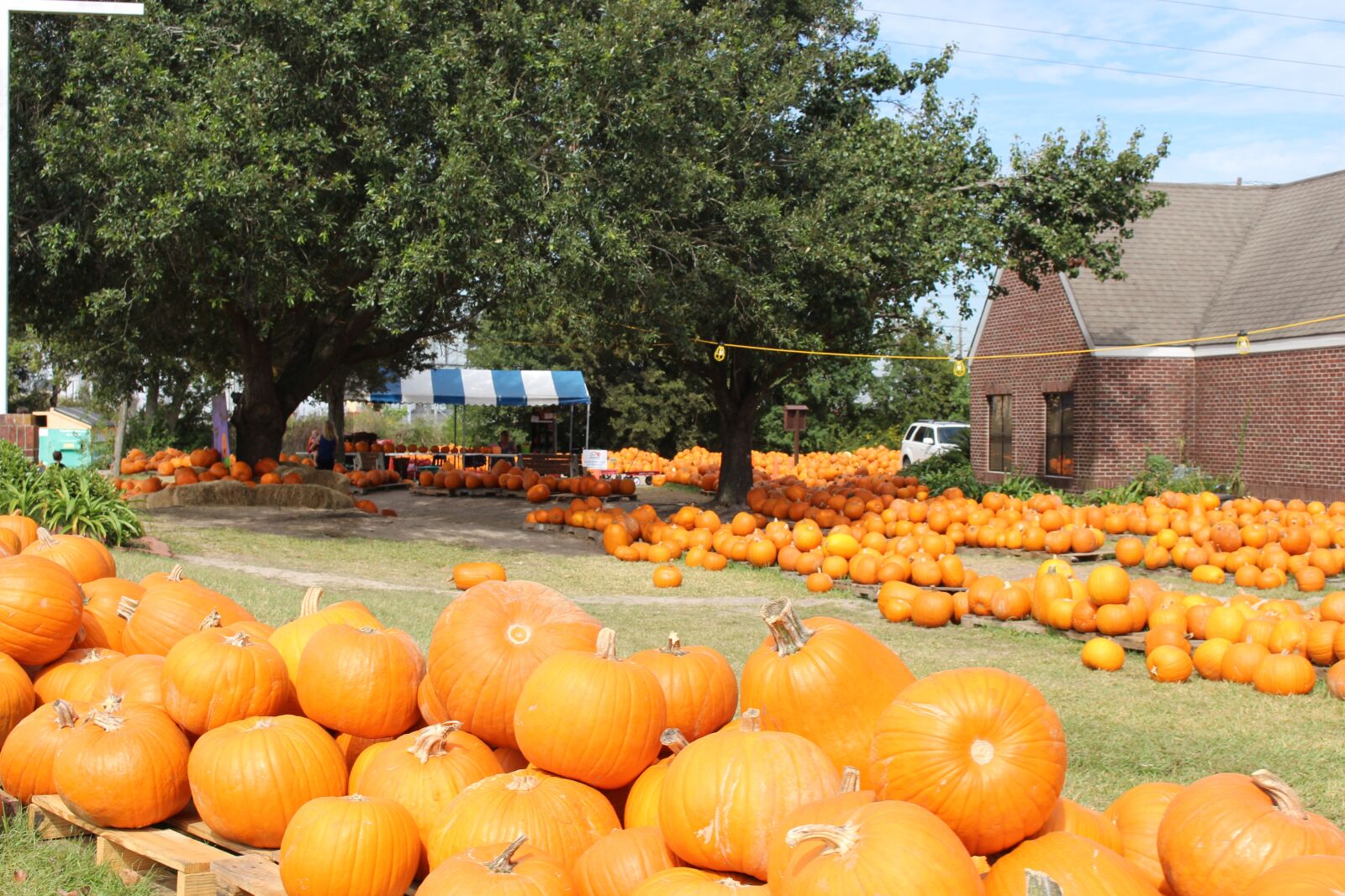 Canon EOS 700D (EOS Rebel T5i / EOS Kiss X7i) sample photo. Pumpkins, fall, autumn photography