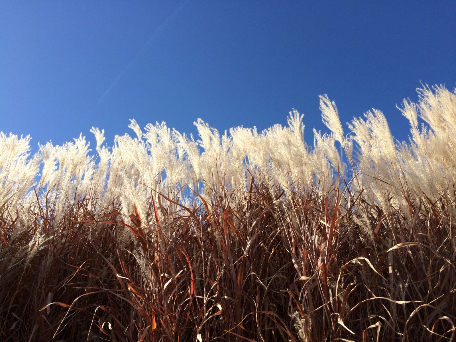 iPhone 5s back camera 4.15mm f/2.2 sample photo. Grass, winter, sky photography