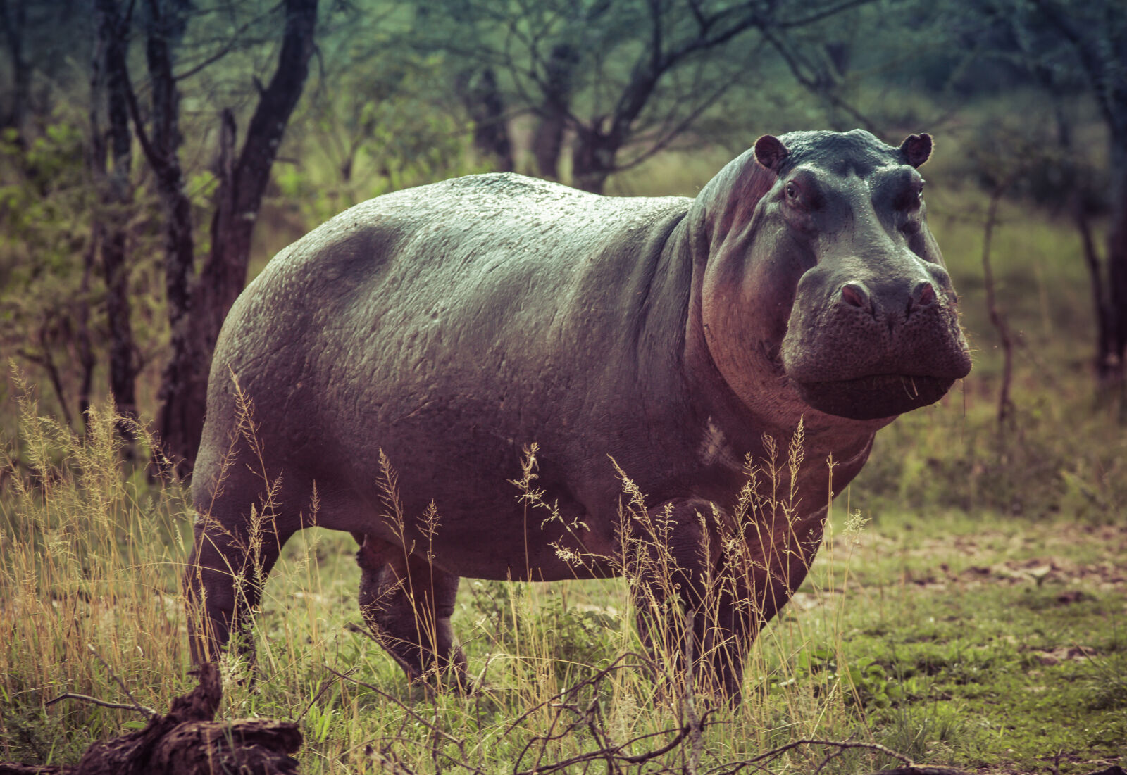 Canon EOS 5D Mark III sample photo. Black, hippopotamus, on, green photography