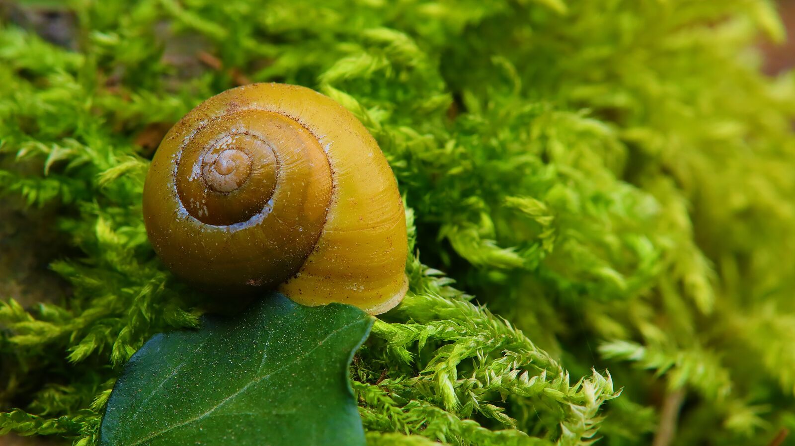 Canon EOS M50 (EOS Kiss M) sample photo. Snail, close up, nature photography