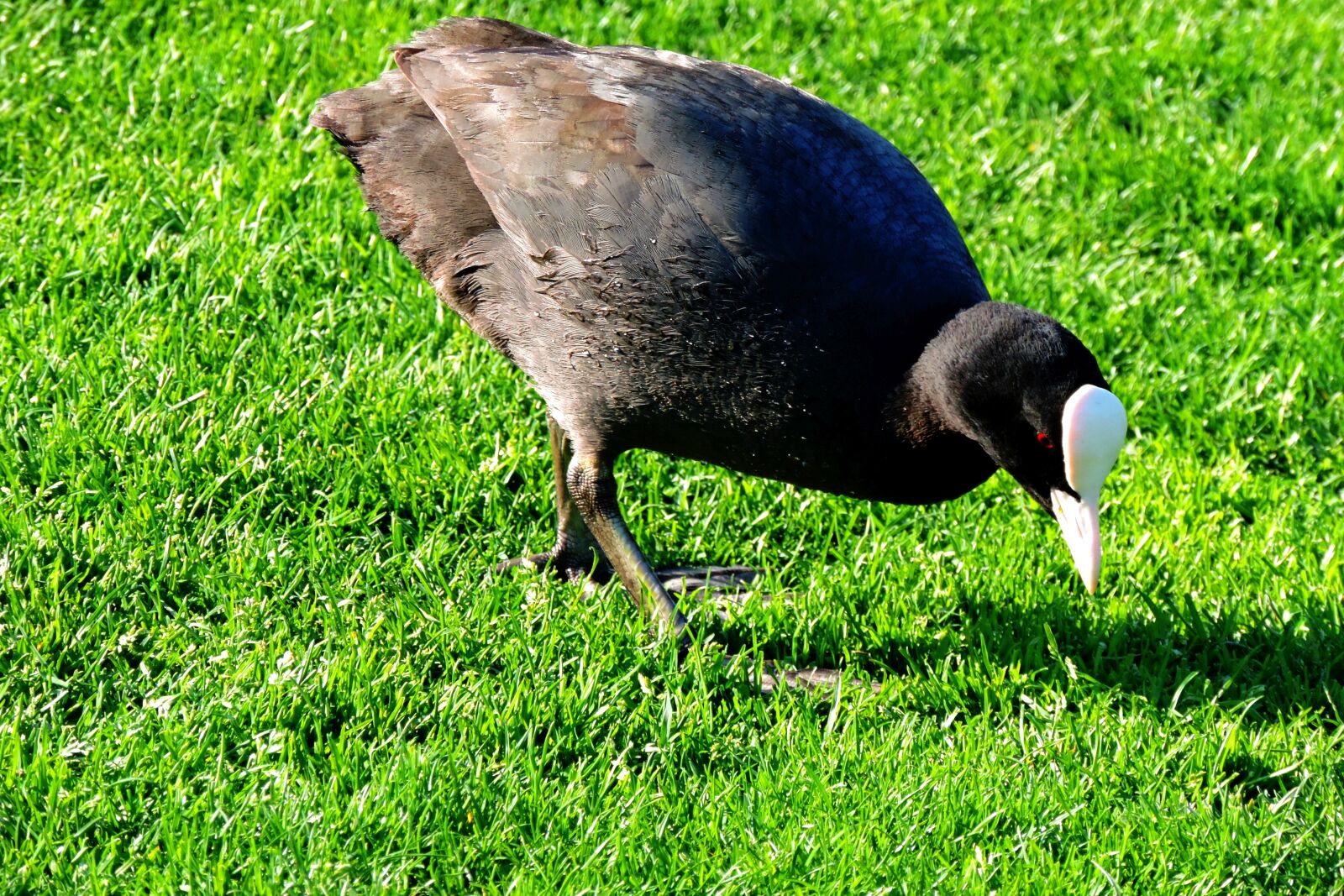 Nikon Coolpix P520 sample photo. Coot, the kalterer lake photography