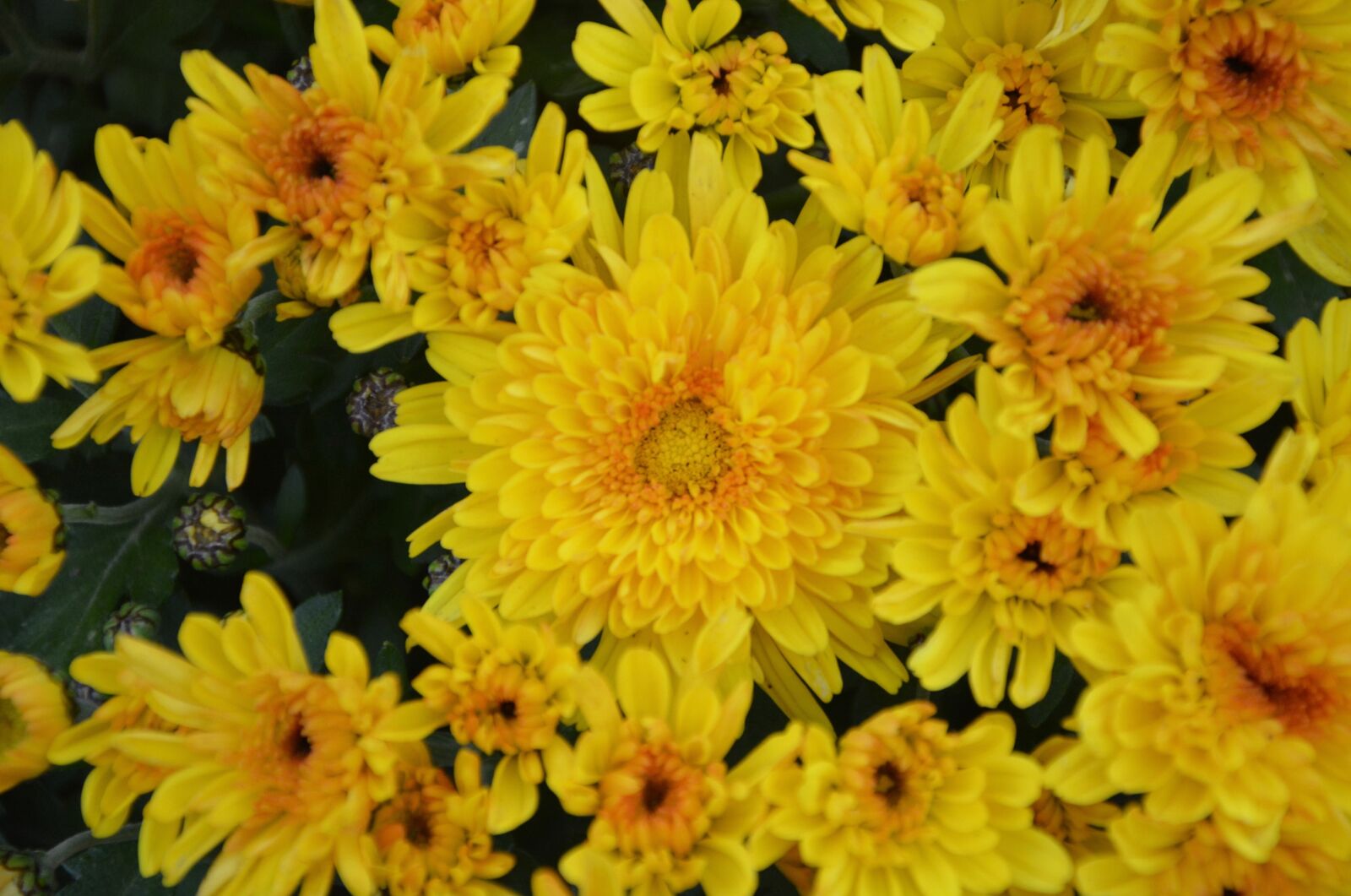Nikon D5200 sample photo. Yellow flowers, yellow chrysanthemums photography