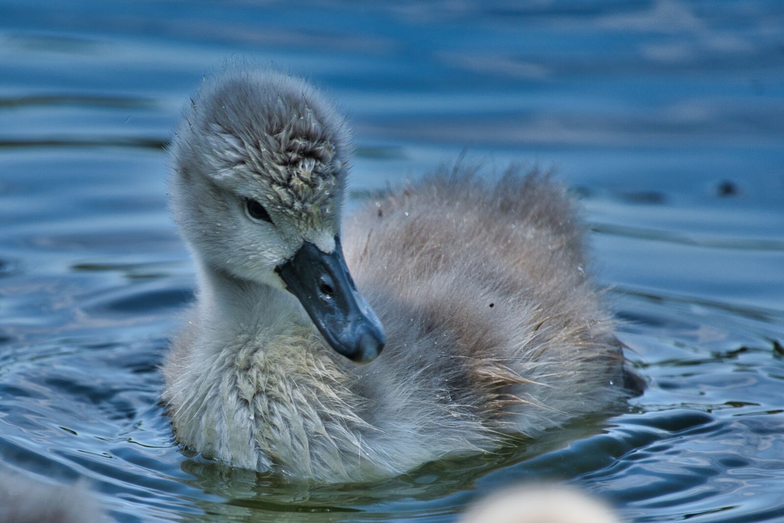 Sony a6600 sample photo. Swan, young, baby photography