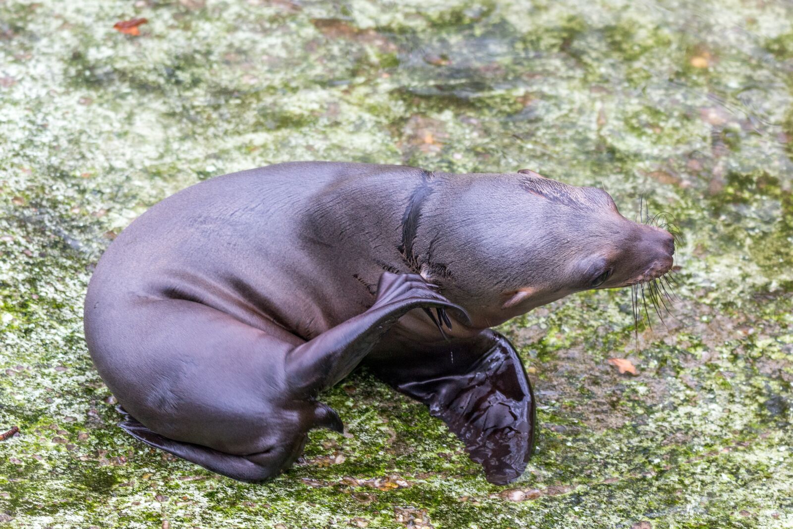 150-600mm F5-6.3 DG OS HSM | Contemporary 015 sample photo. California sea lion, sea photography