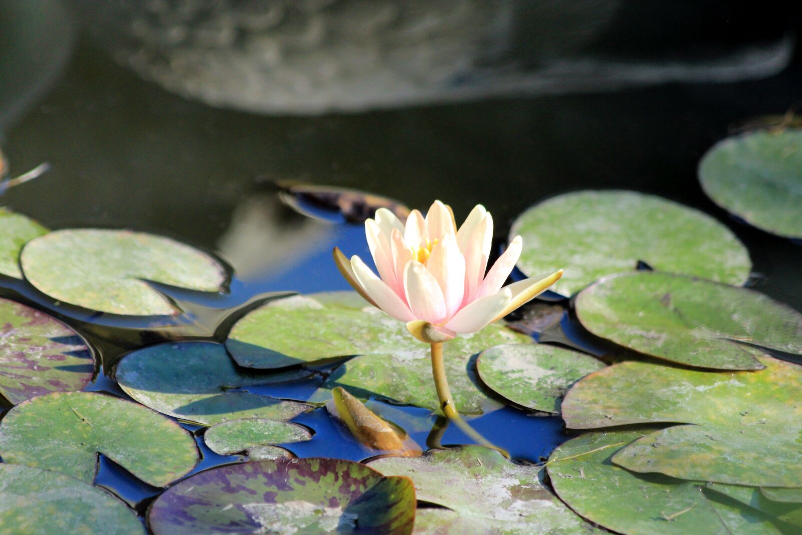 Canon EOS 650D (EOS Rebel T4i / EOS Kiss X6i) sample photo. Water lily, flower, sheet photography