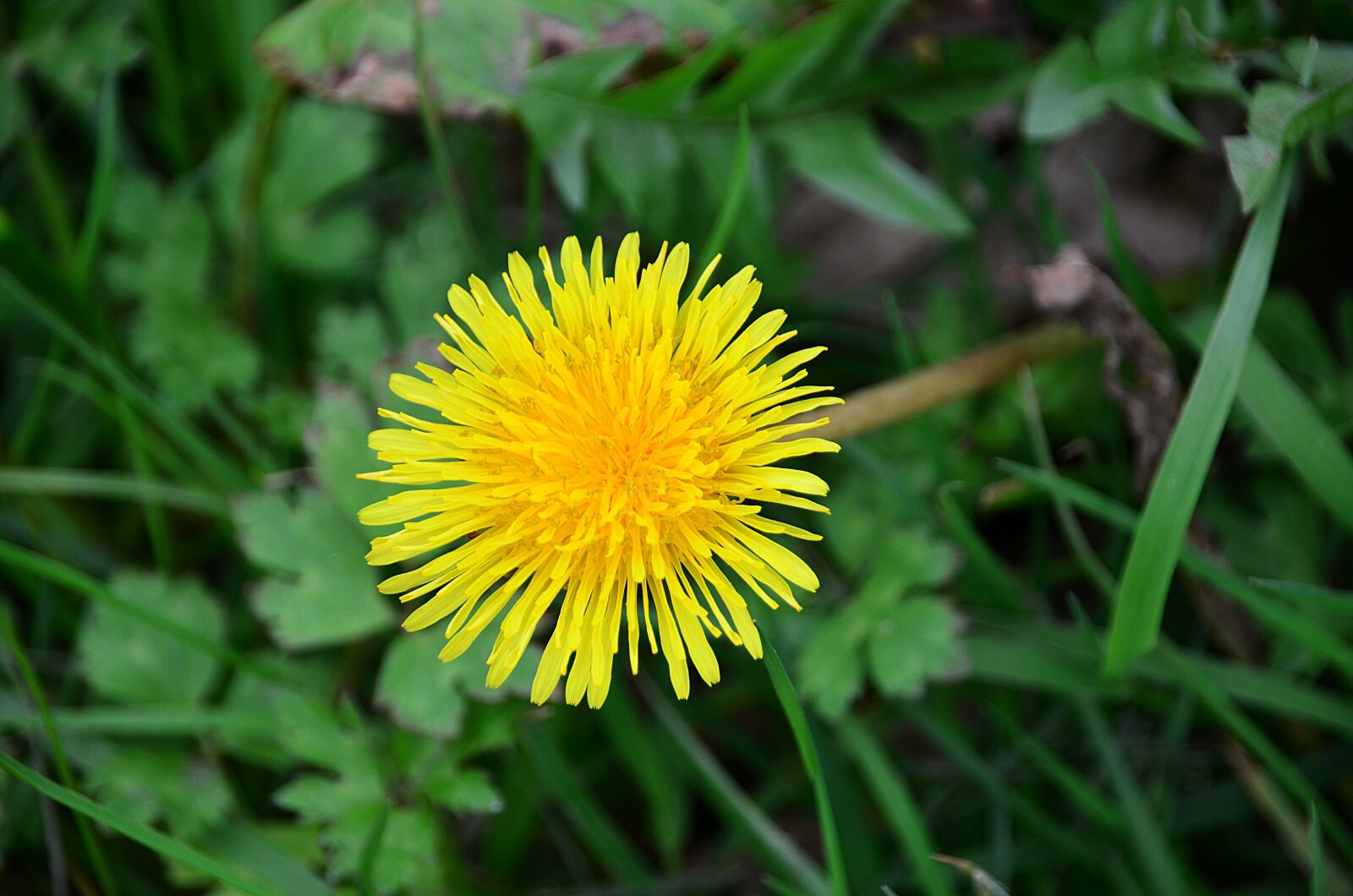 Nikon D5100 sample photo. Dandelion, spring, plants photography