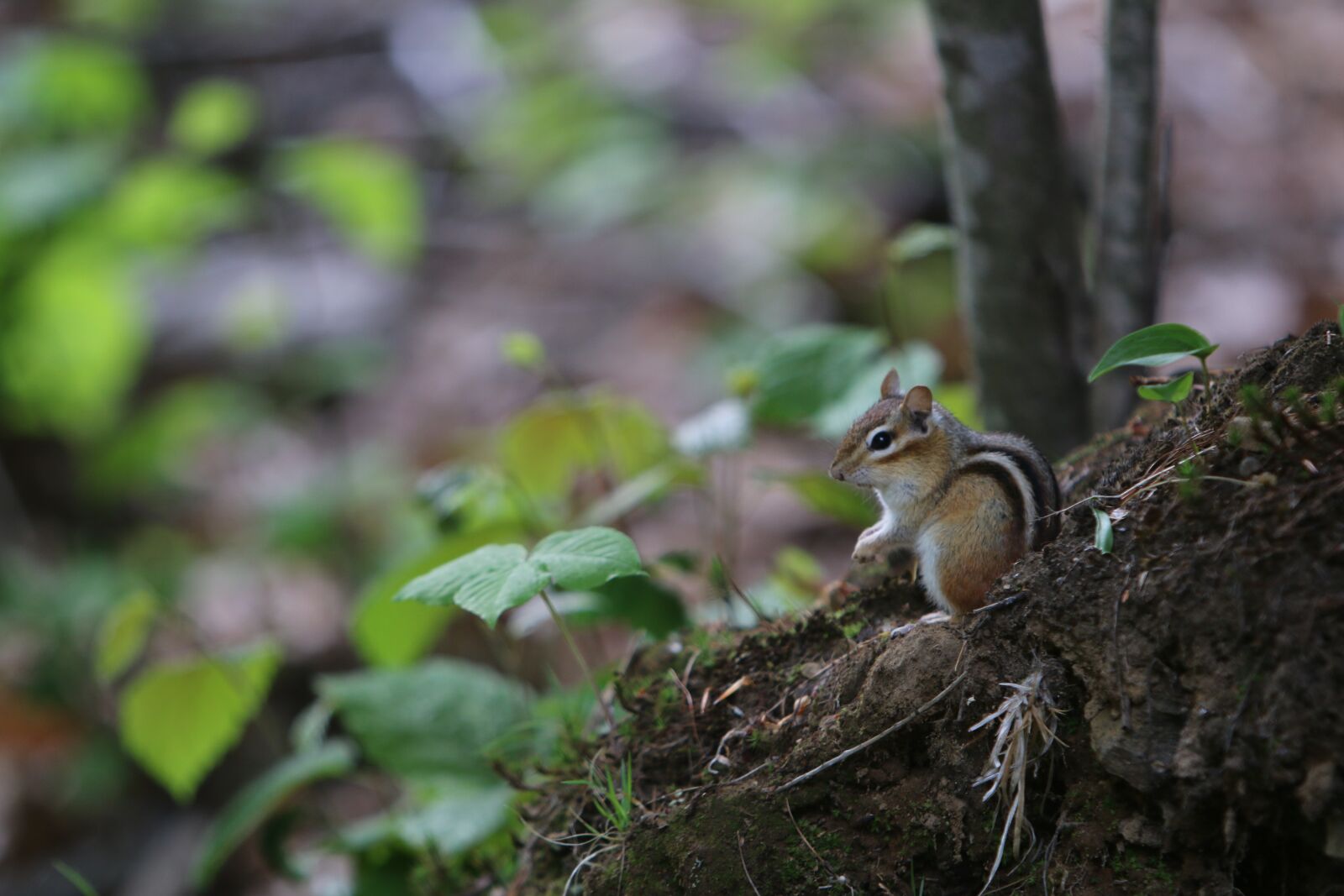 Canon EF 70-200mm F2.8L IS USM sample photo. Nature, tree, chipmunk photography