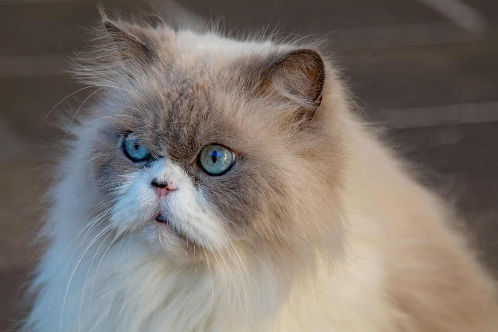 Canon EOS 70D + Canon EF 24-105mm F4L IS USM sample photo. Cat, long-haired cat, cat photography
