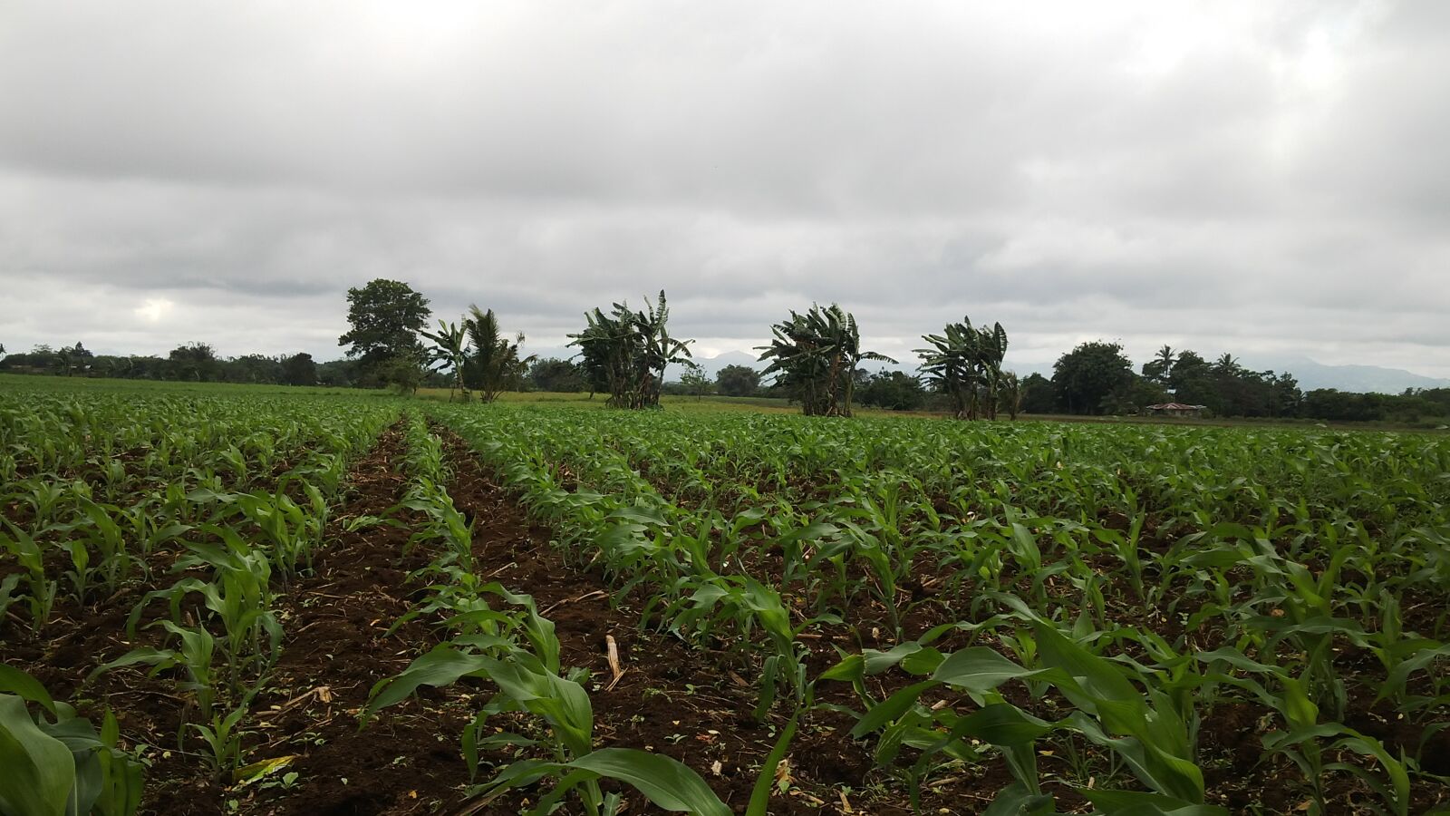 BlackBerry Z10 sample photo. Corn, corn, field, green photography