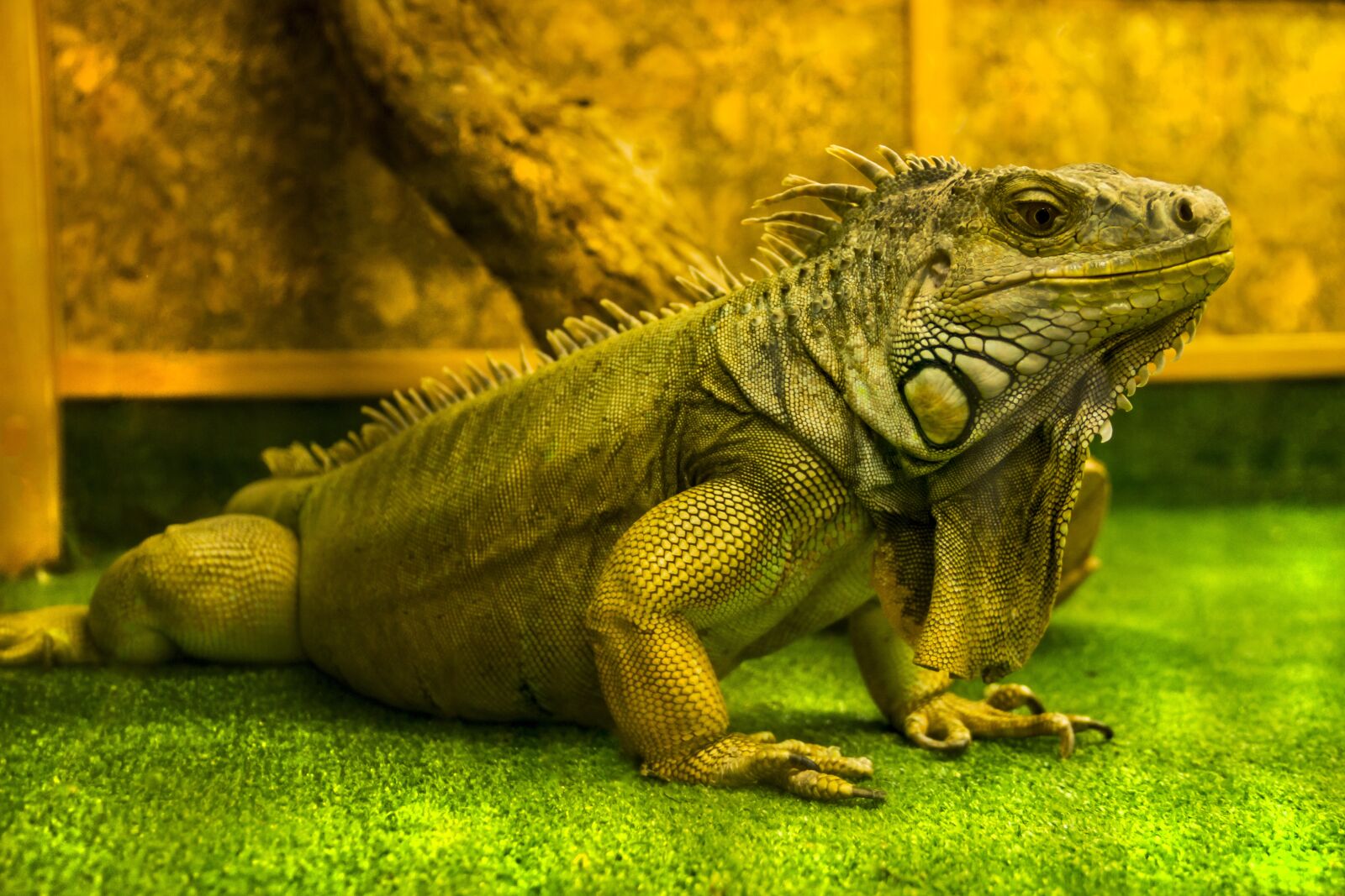 Canon EOS 600D (Rebel EOS T3i / EOS Kiss X5) sample photo. Lizard, iguana, reptiles photography