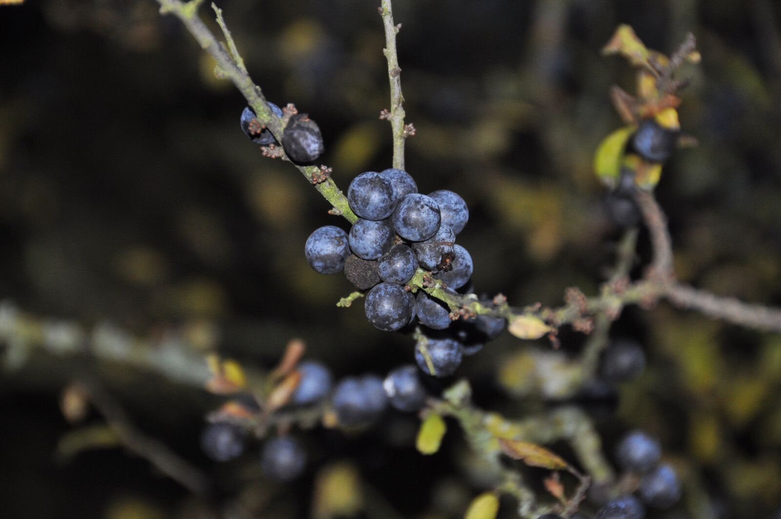 Nikon D5000 sample photo. Fruit, nature, tree photography