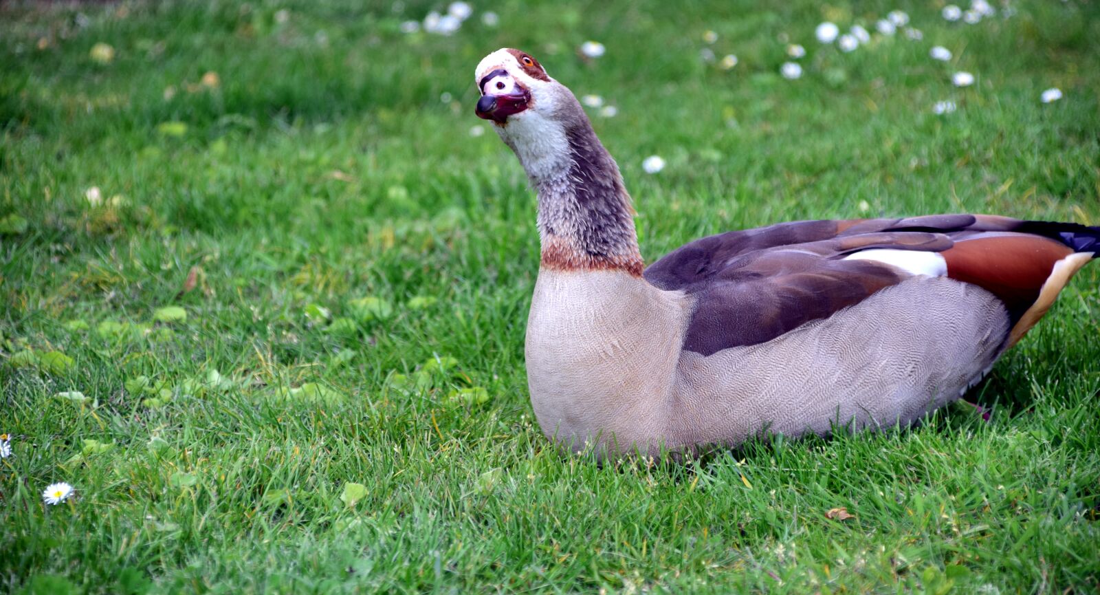 Nikon D3300 sample photo. Goose, egyptian egyptian goose photography
