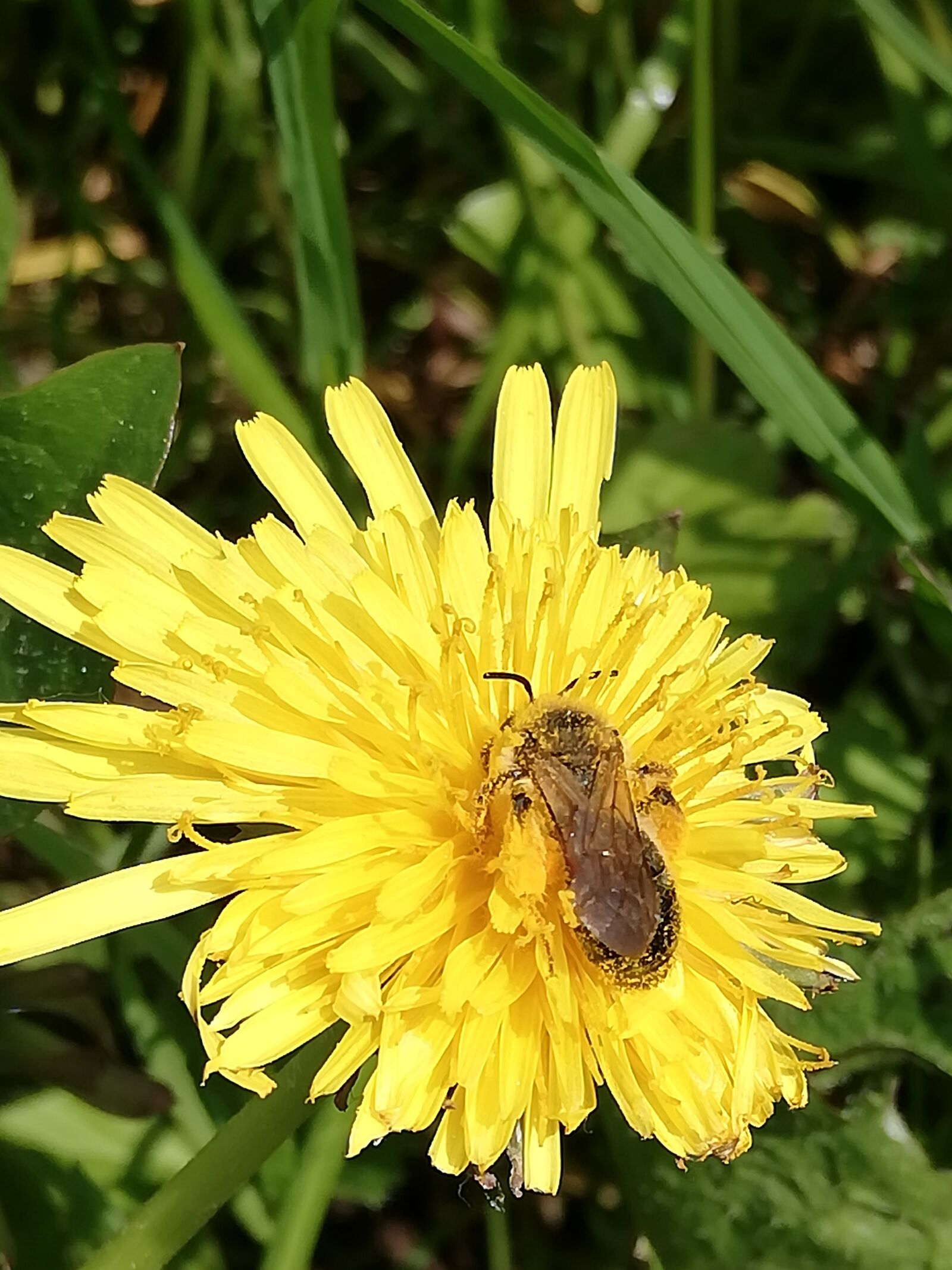 HUAWEI P20 lite sample photo. Bee, dandelion, yellow photography