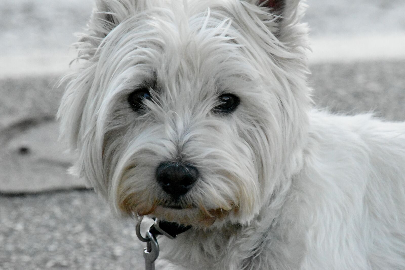 Nikon D5500 sample photo. Curious, pedigree, portrait, white photography