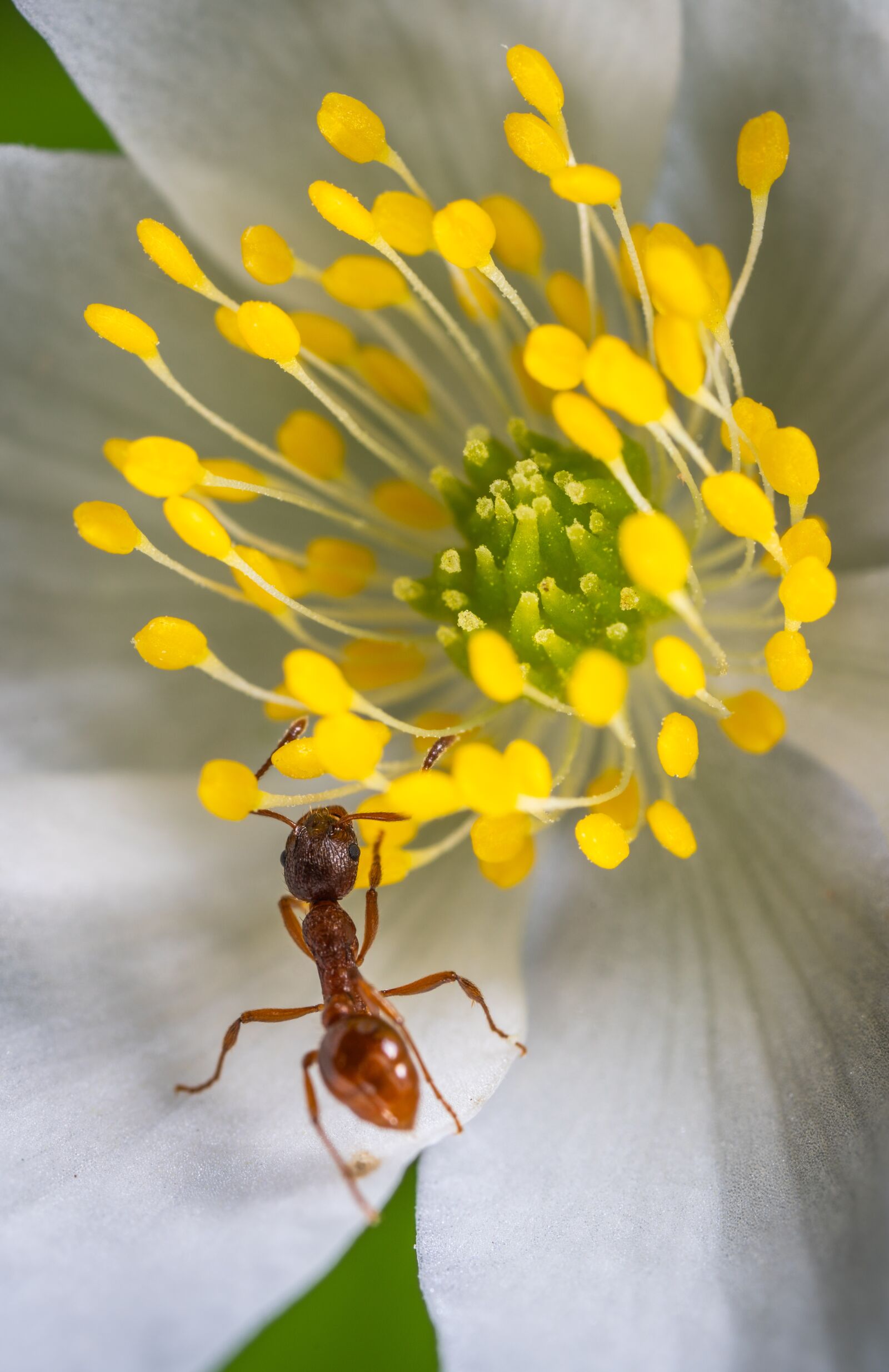 #124 65/2.8 sample photo. Insect, macro, red ant photography