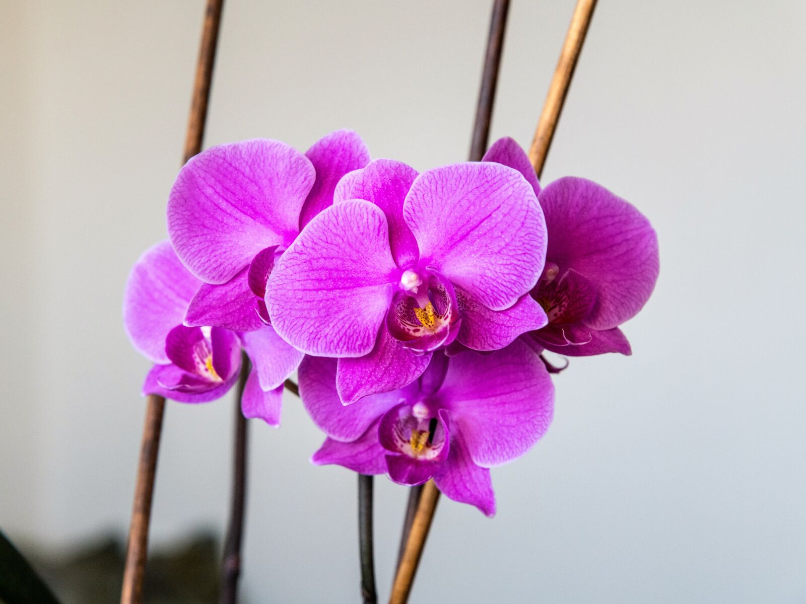Nikon D850 sample photo. Orchid, flower, pink photography