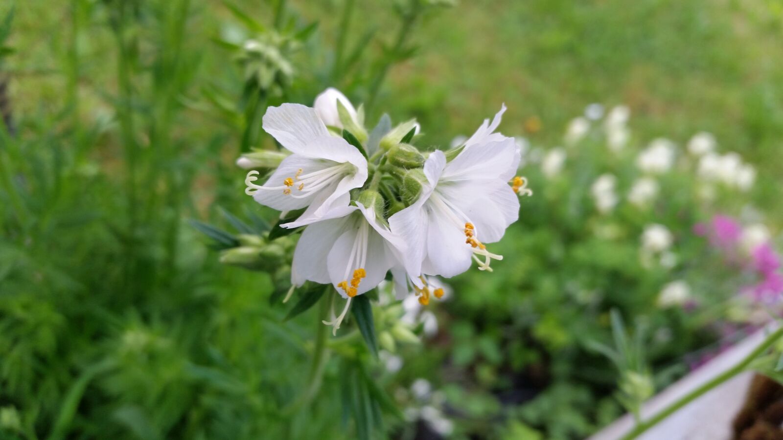 Samsung Galaxy S5 sample photo. Flowers, white, romantic photography