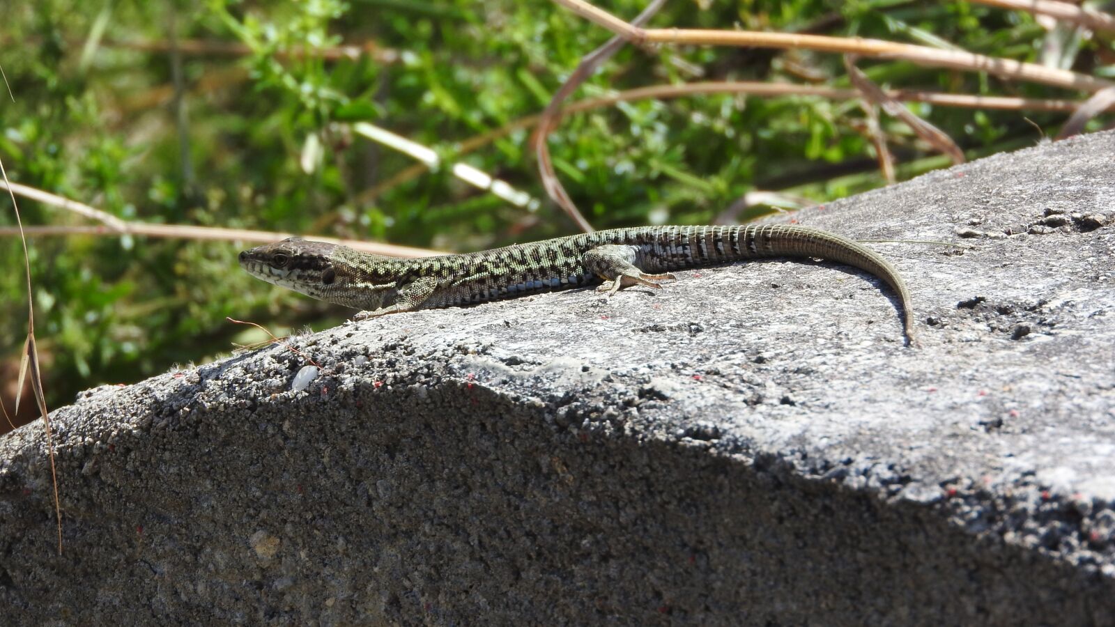 Nikon Coolpix P610 sample photo. Wall lizard, podarcis muralis photography