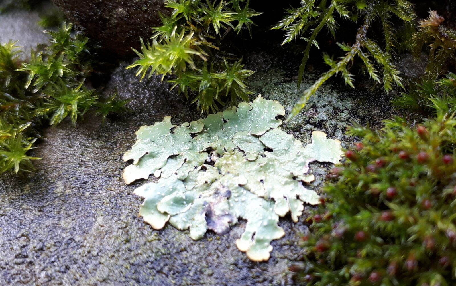 Samsung Galaxy A5(2017) sample photo. Lichen, nature, plant photography