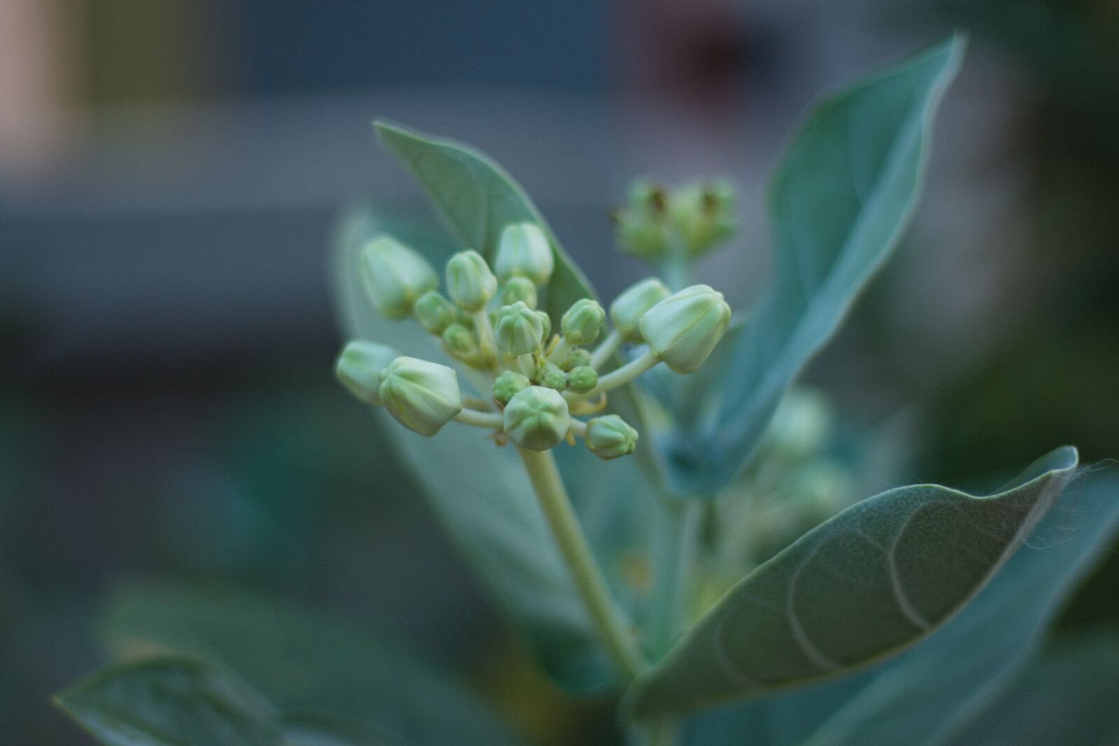 Canon EOS 700D (EOS Rebel T5i / EOS Kiss X7i) + Canon EF 50mm F1.8 STM sample photo. Flower, open, spring photography